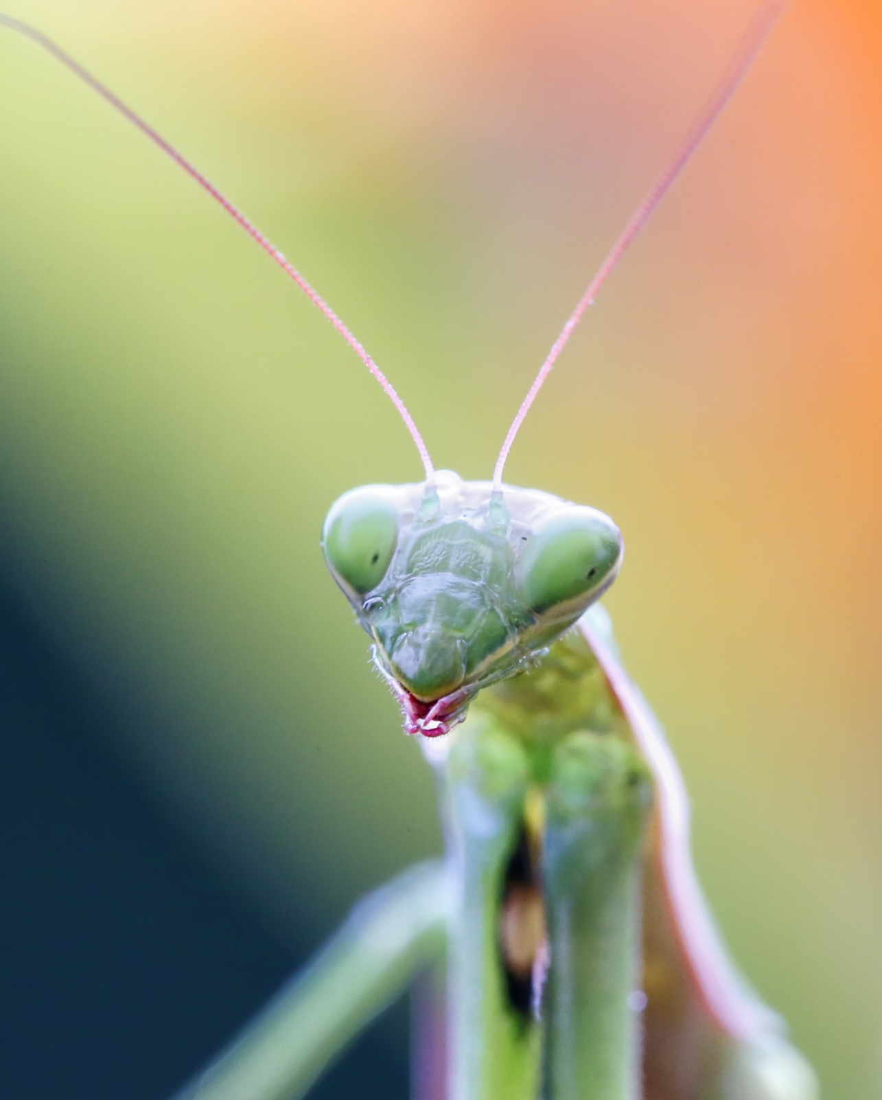 Praying mantis