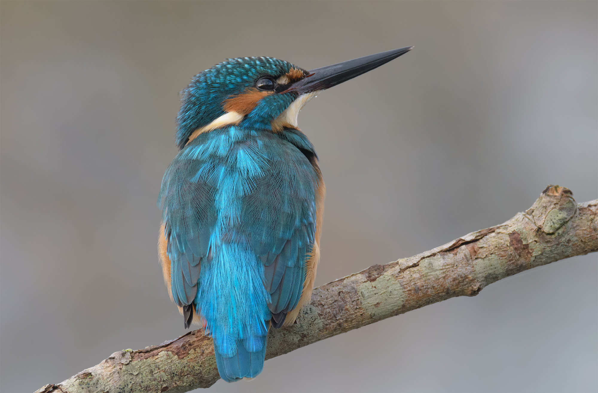 Female Kingfisher-Oasis Lake Port