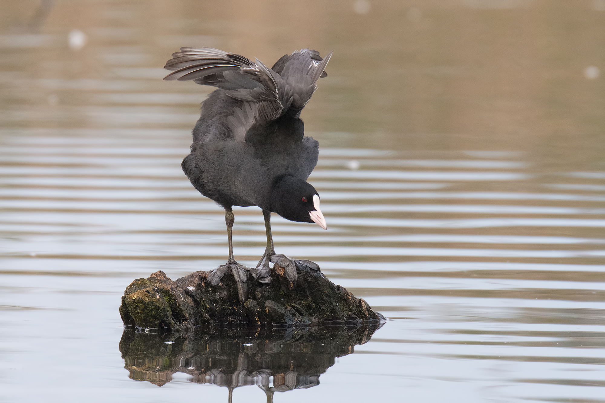 Coot-Oasis Lake Gate.