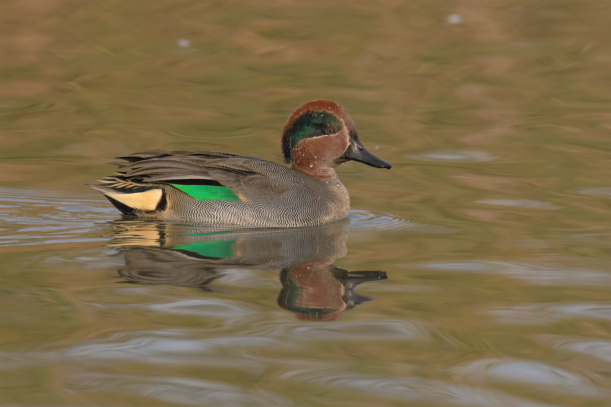 Alzavola maschio- oasi lago di Porta