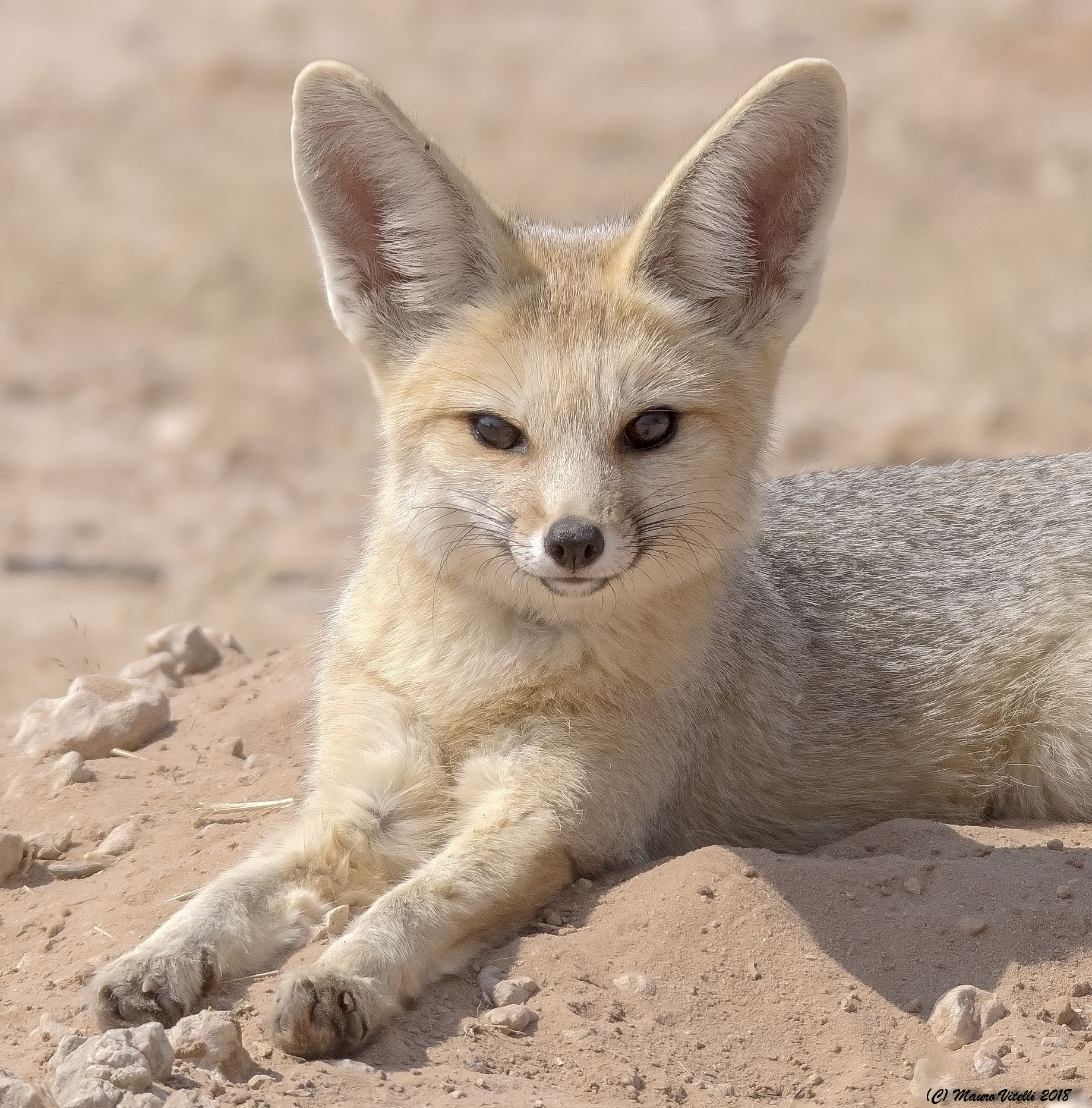 Cape Fox Portrait (Central Kalahari)