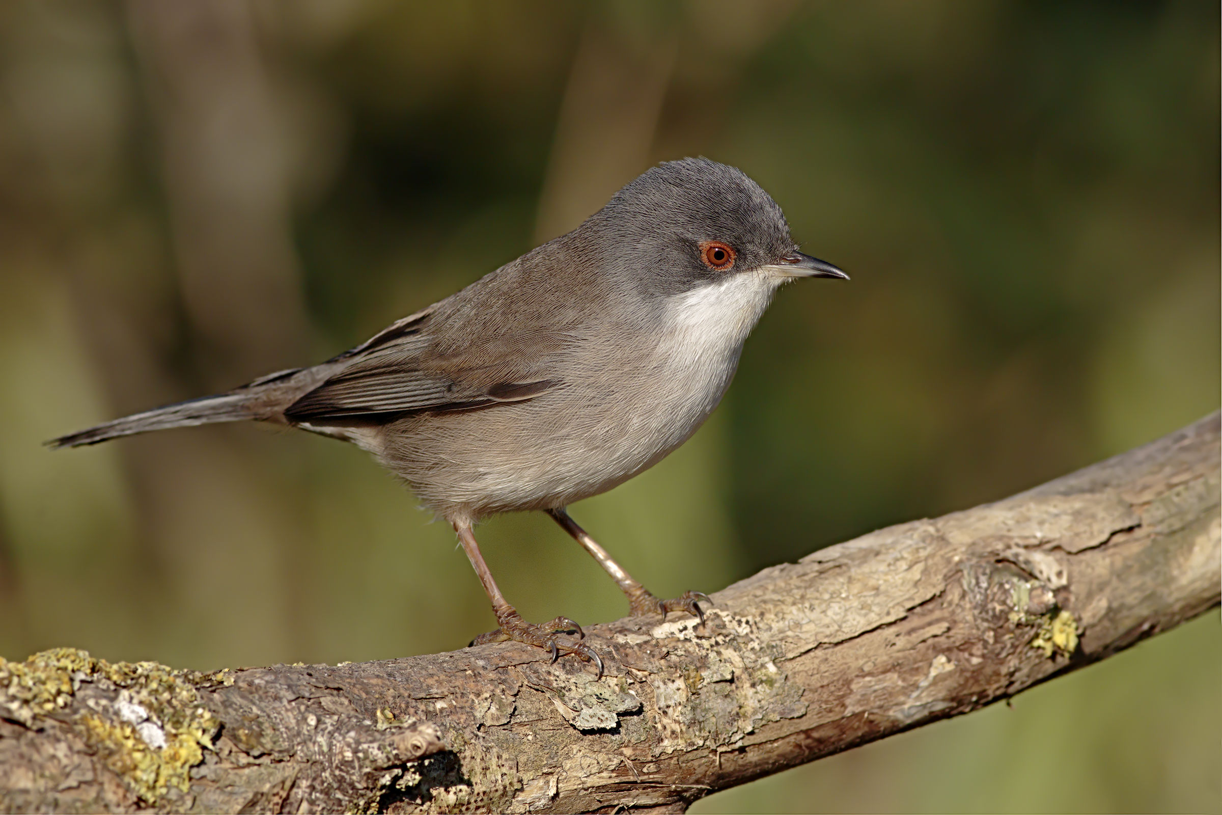Femmina di Occhiocotto