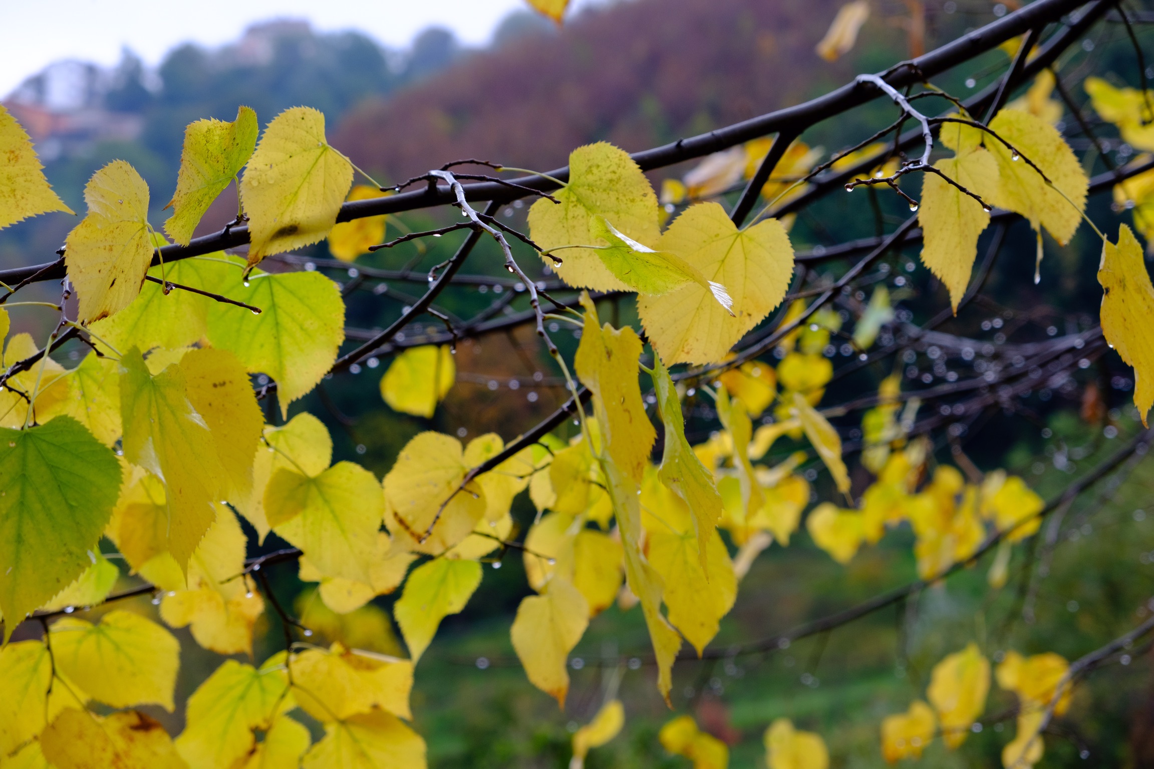 Tensione superficiale