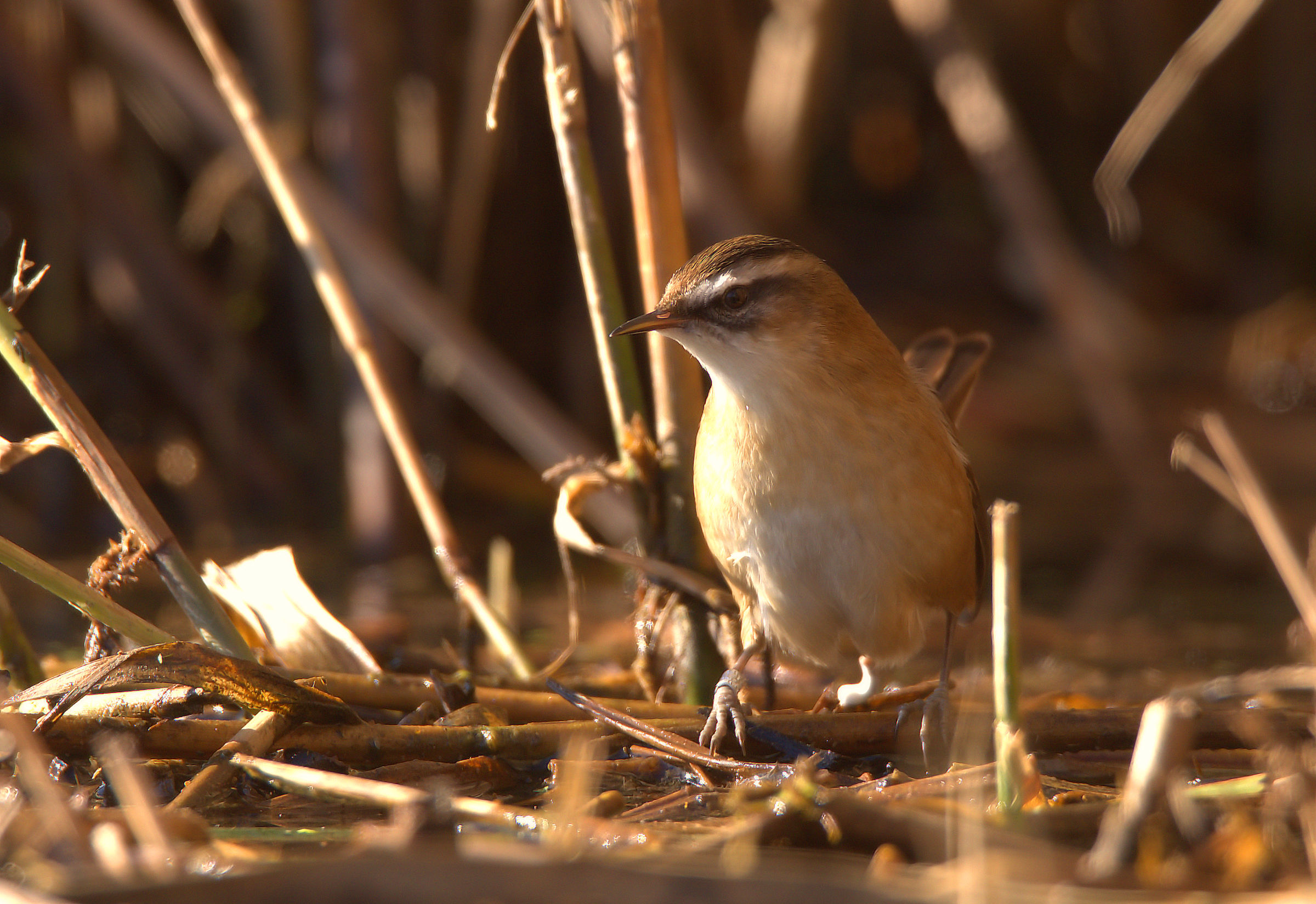 Forapaglie castagnolo