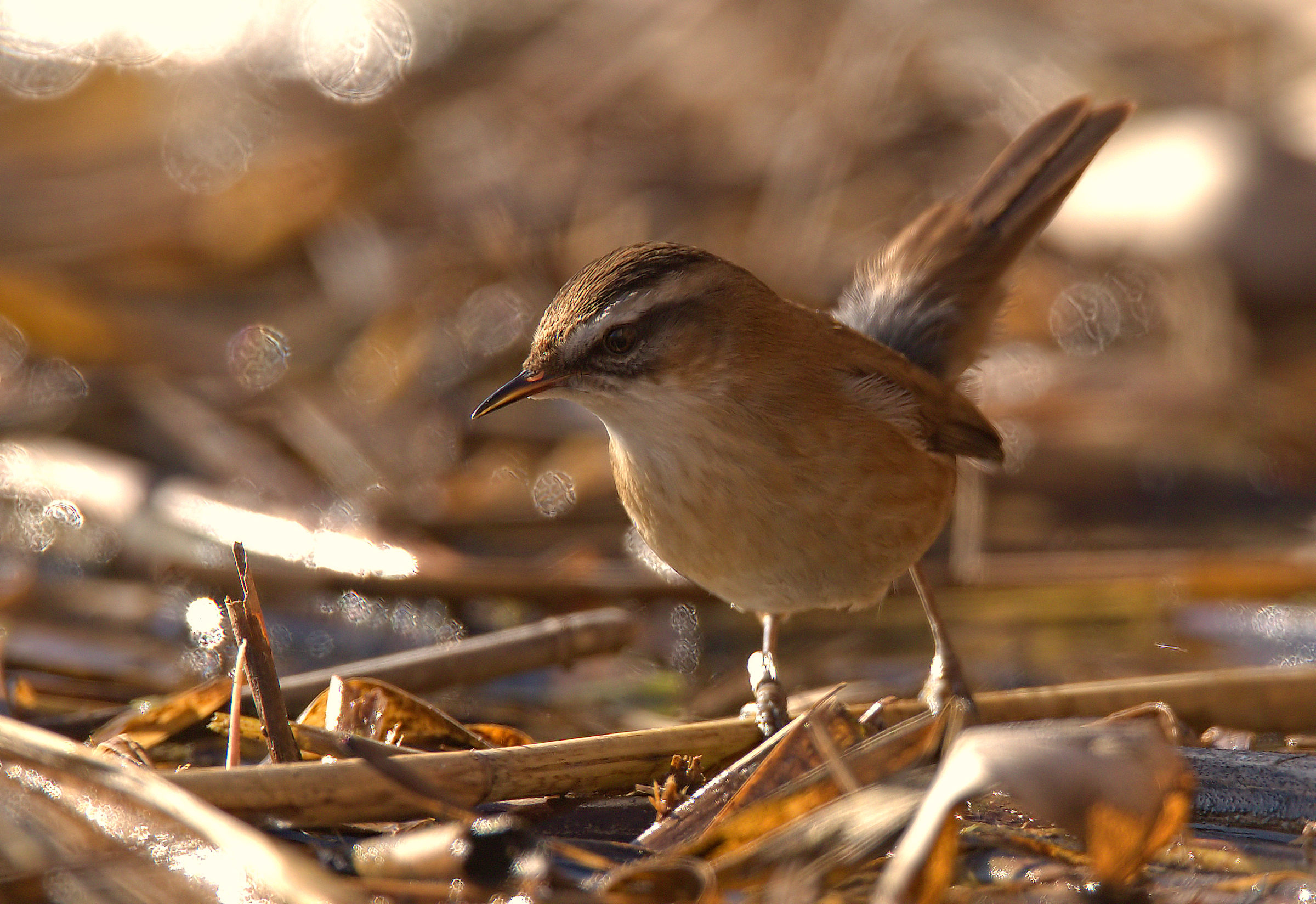 Forapaglie castagnolo