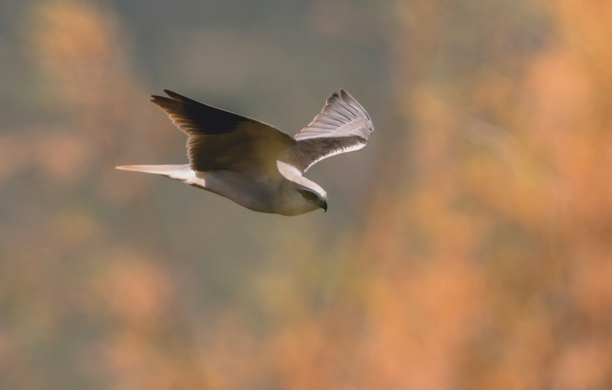 circondato dall'autunno-Nibbio sholdered nero