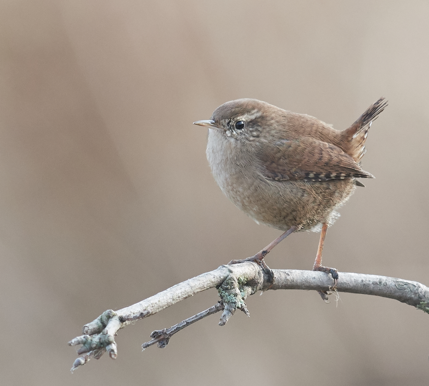 Wren