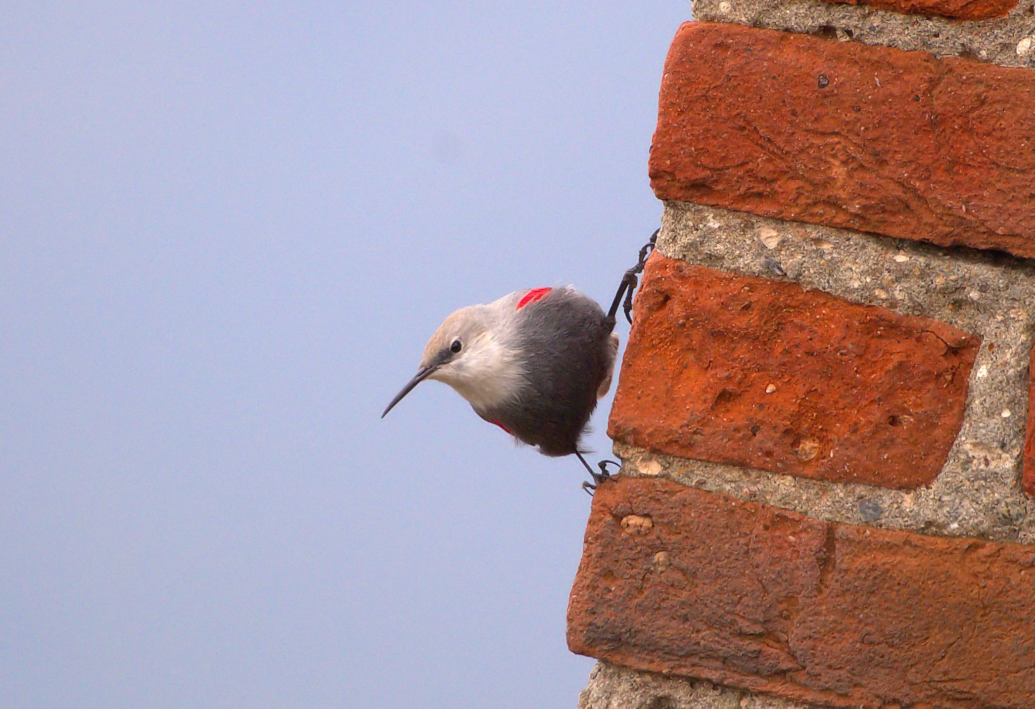 Wallcreeper