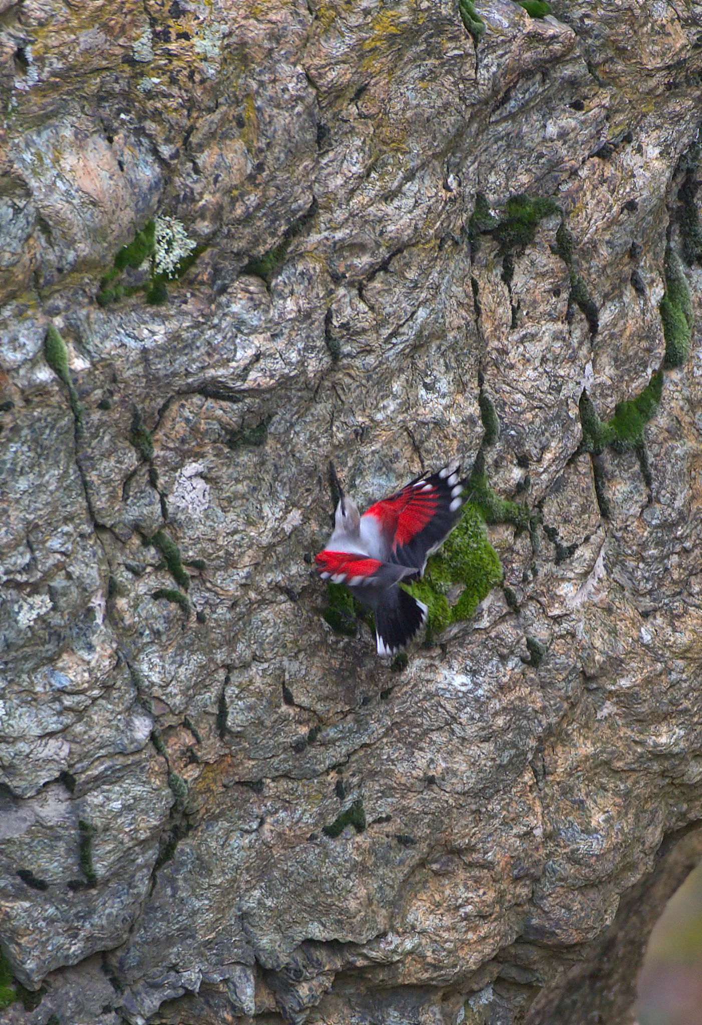 Wallcreeper