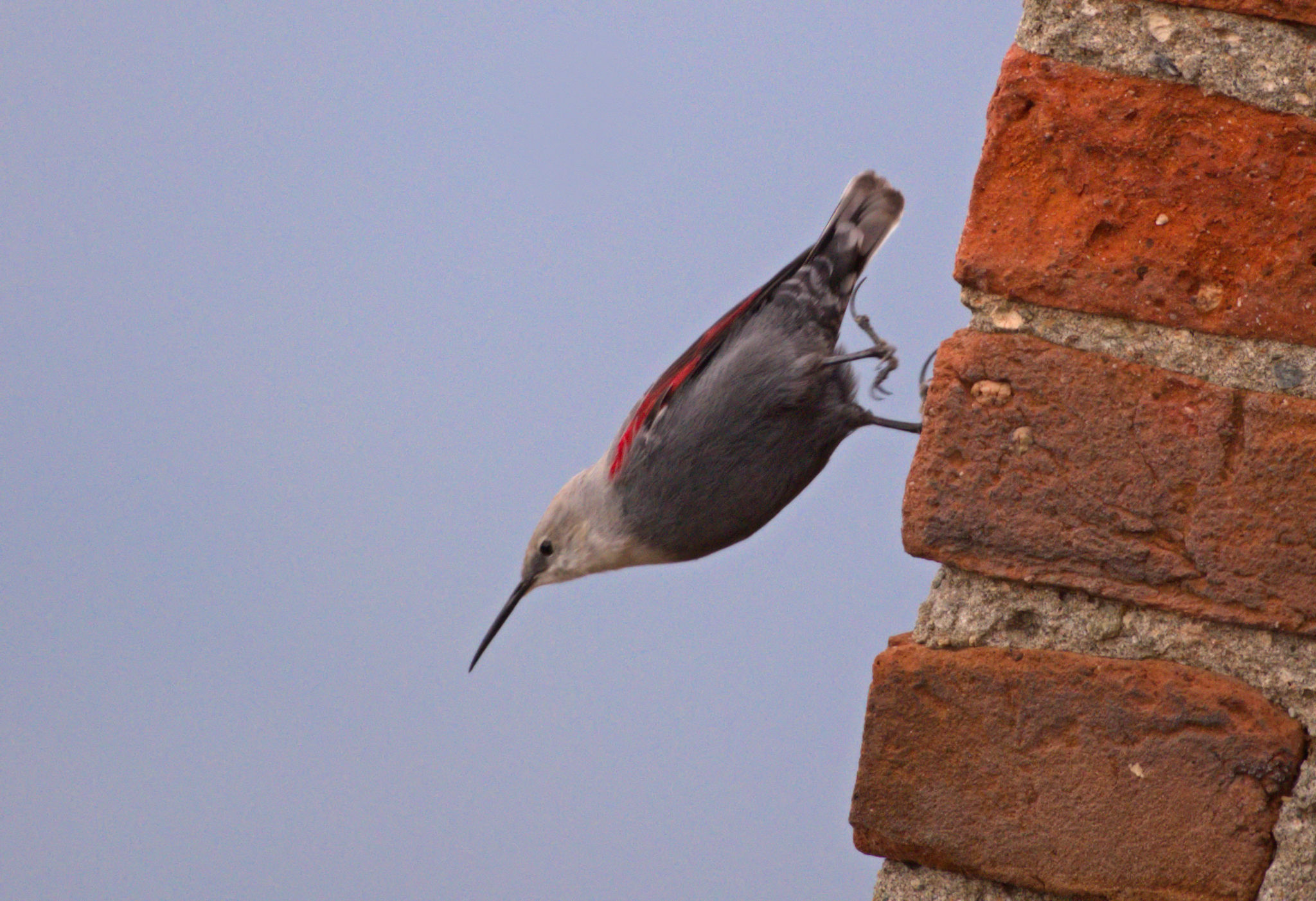 Wallcreeper