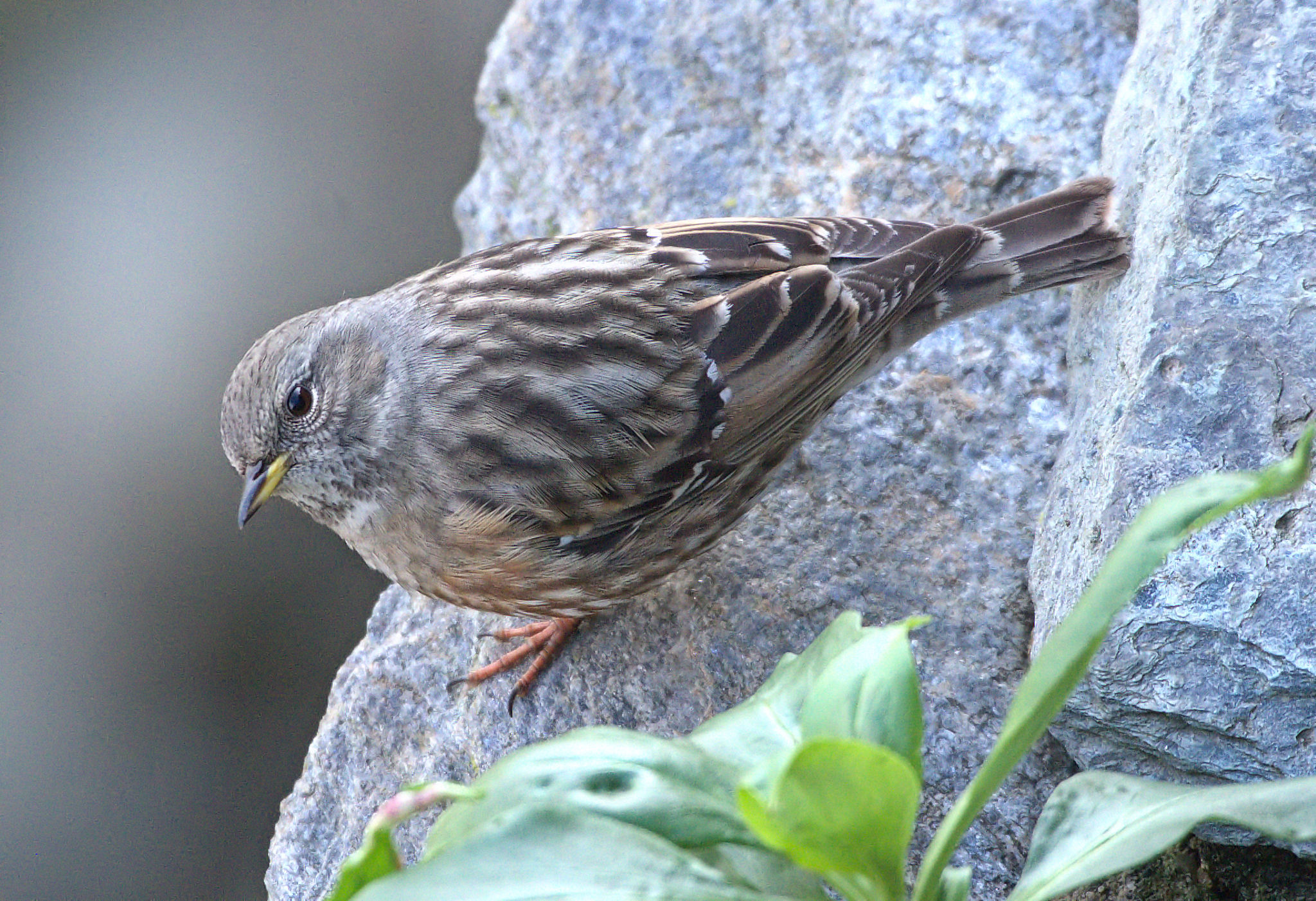 Alpine Accentor