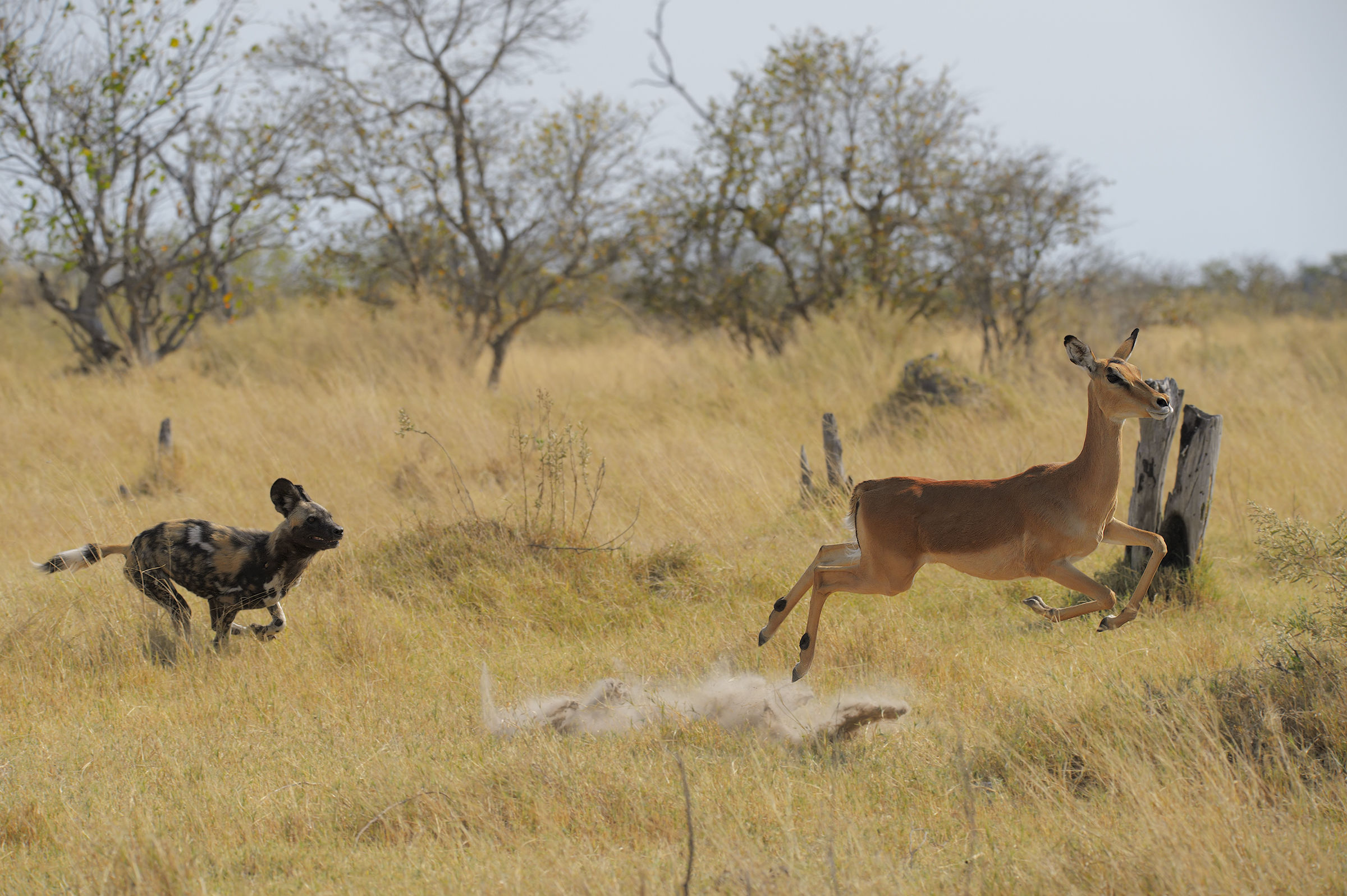 I'll take you...I will not take you