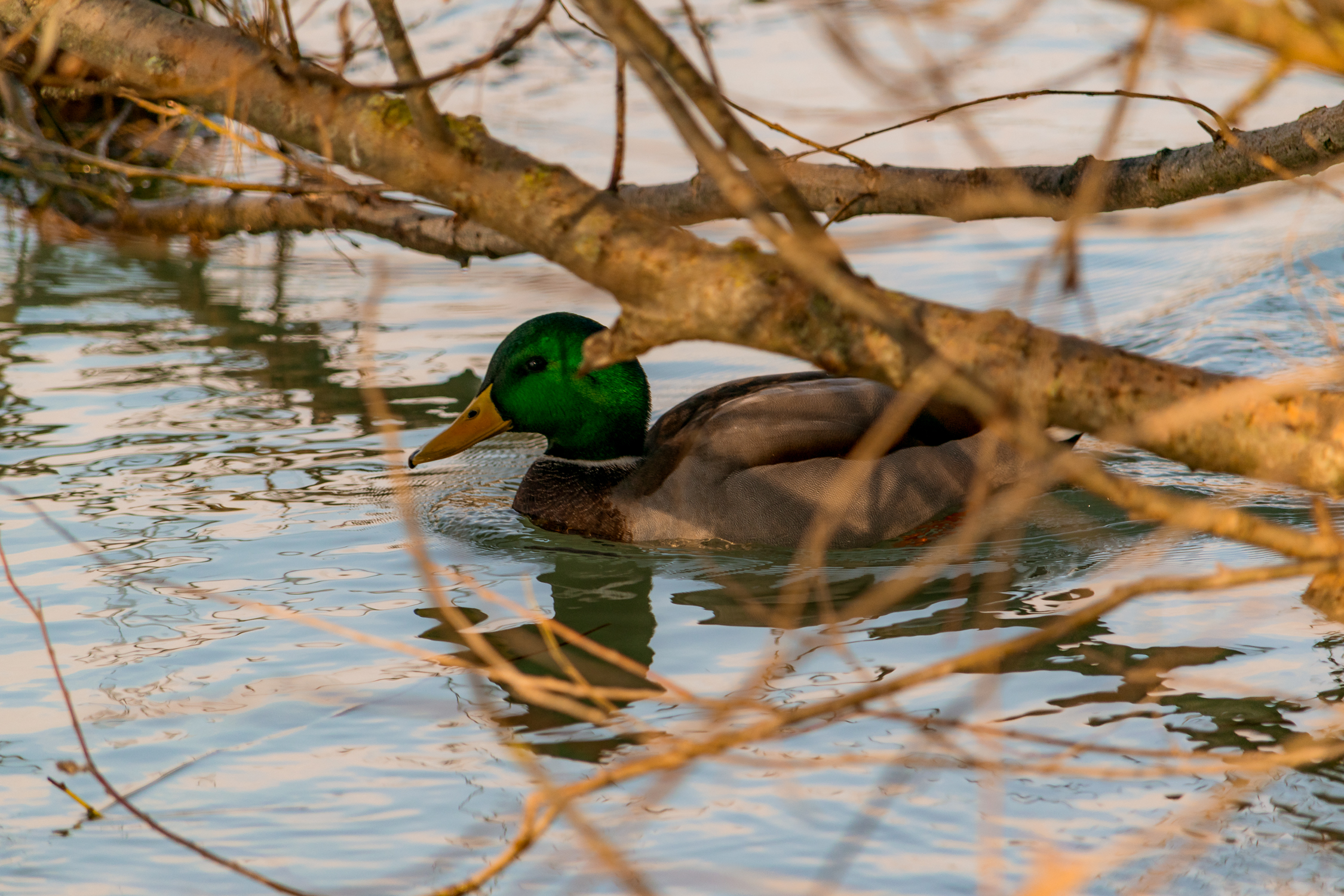 Mallard