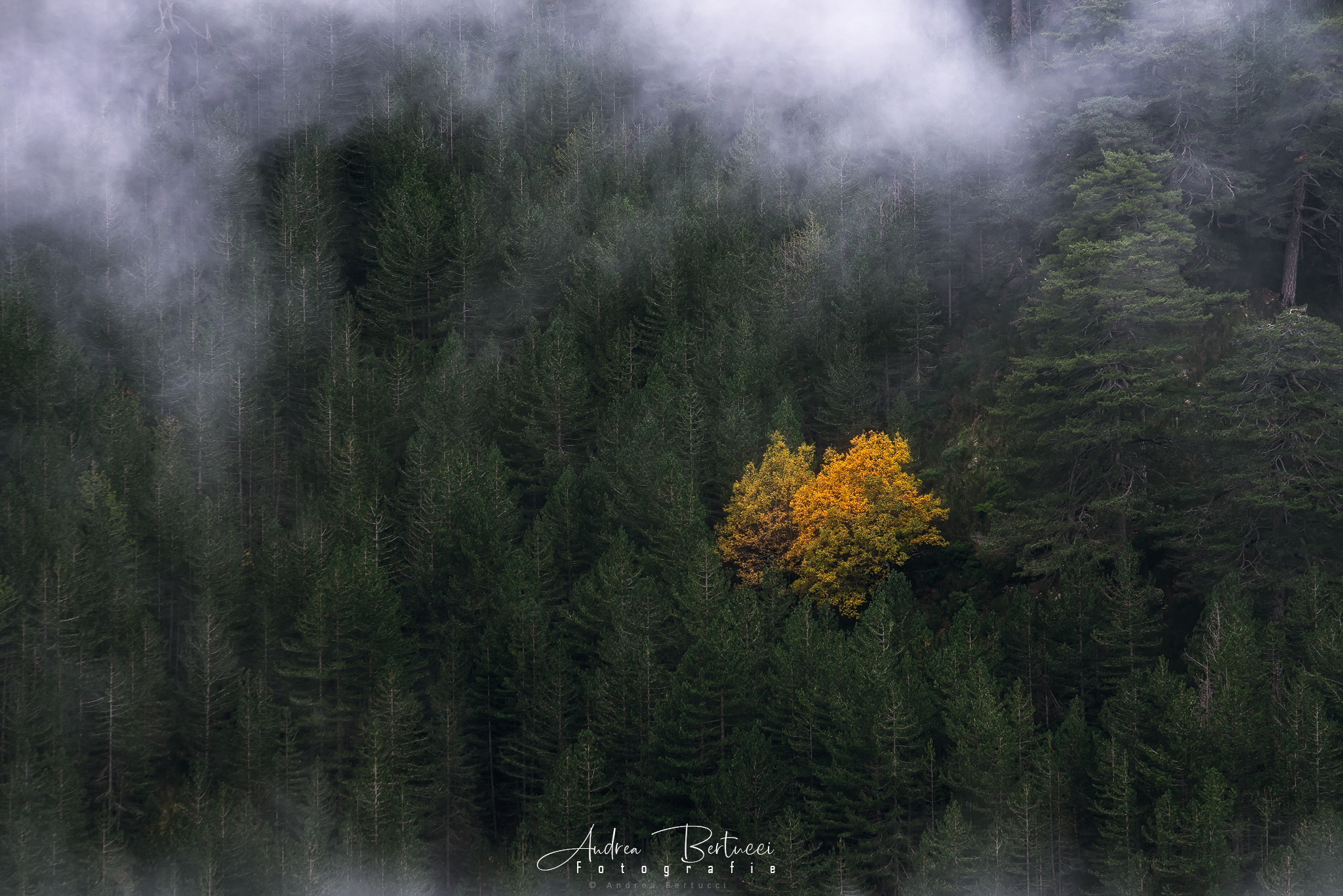 Die Verwandlung-(The Metamorphosis)