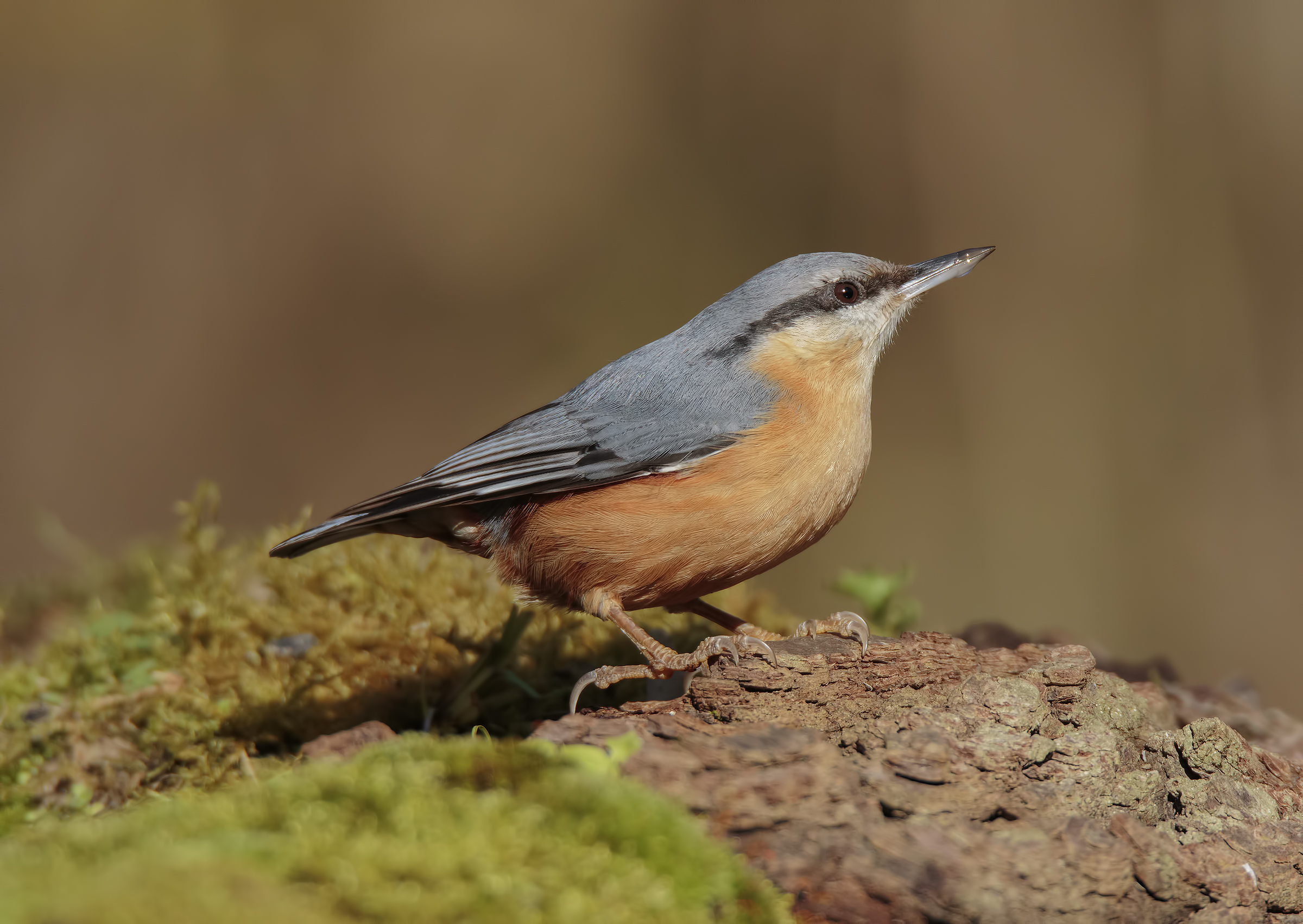 Nuthatch