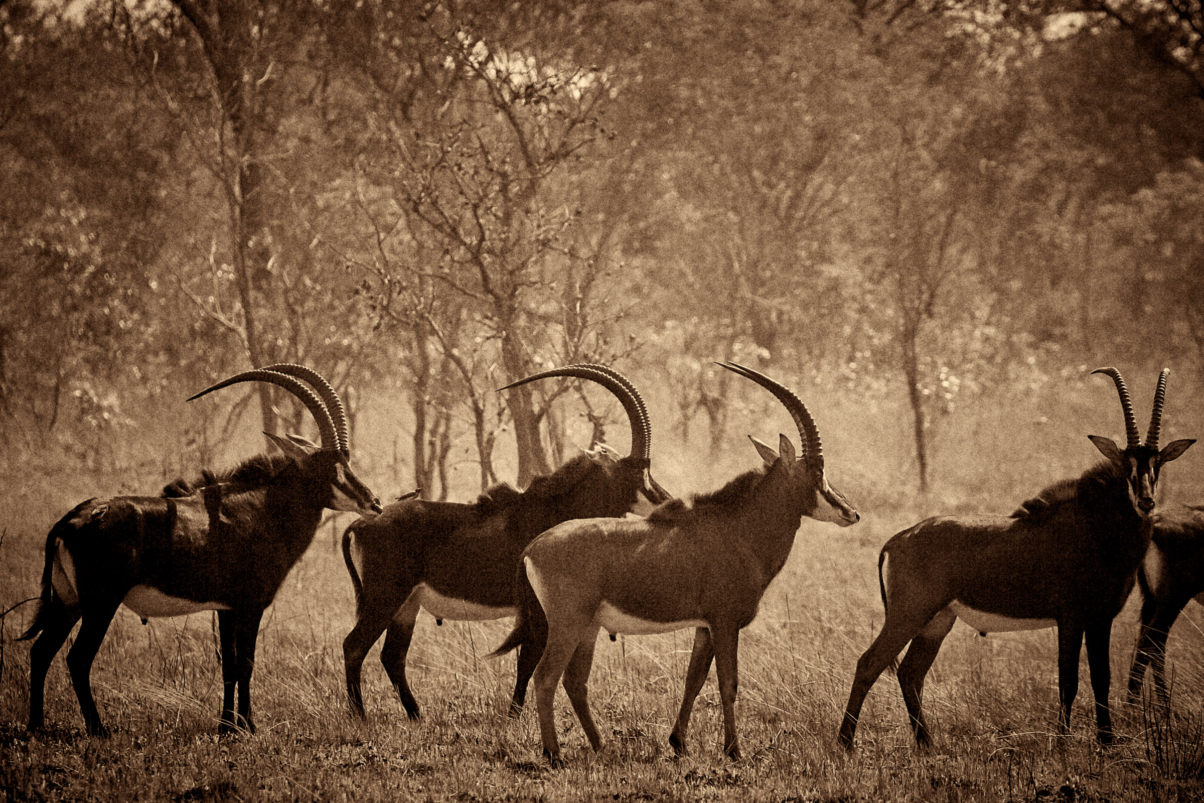 Sable (Hippotragus niger) "Anticate"