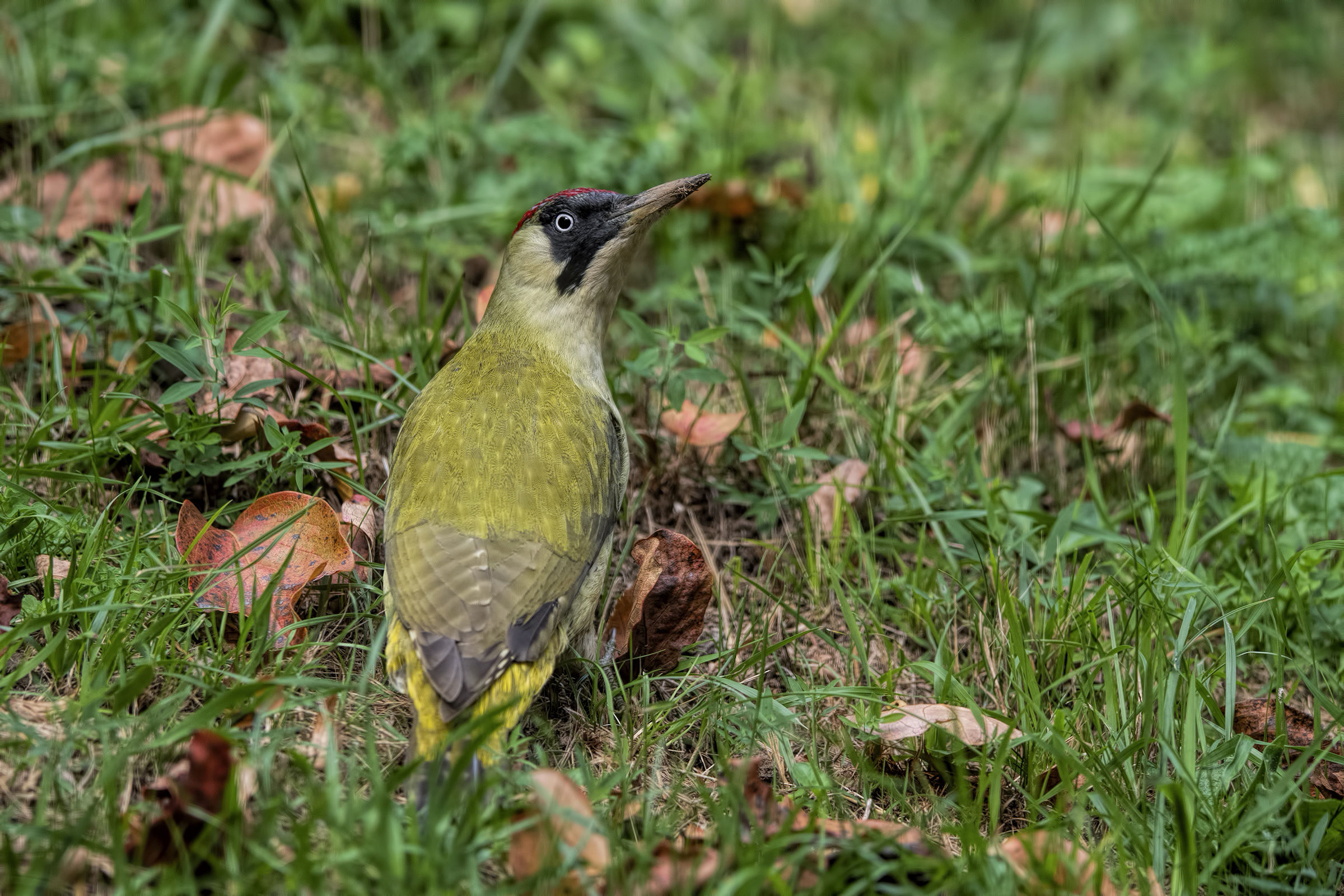 Green Woodpeckers