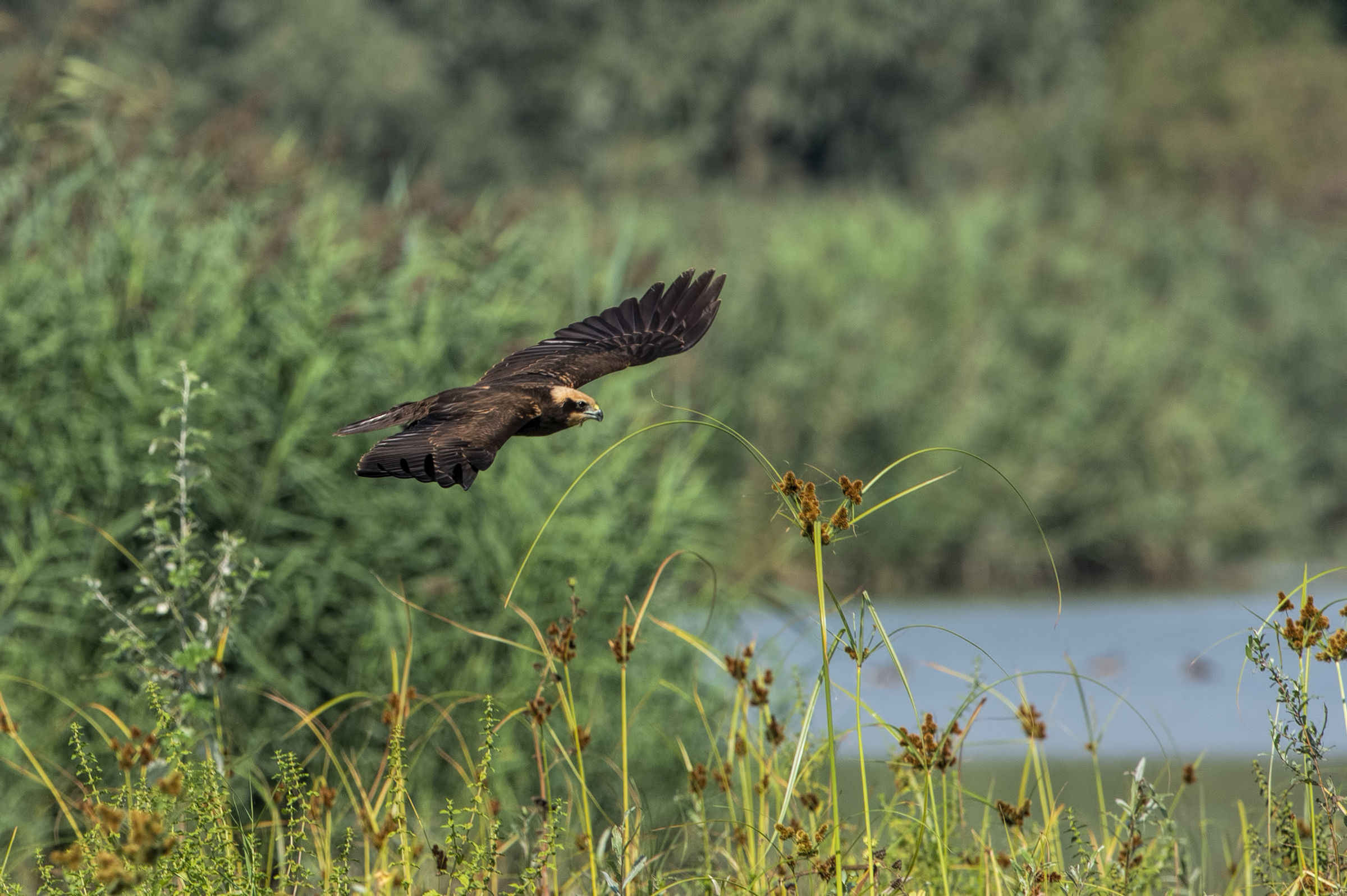 Marsh Hawk