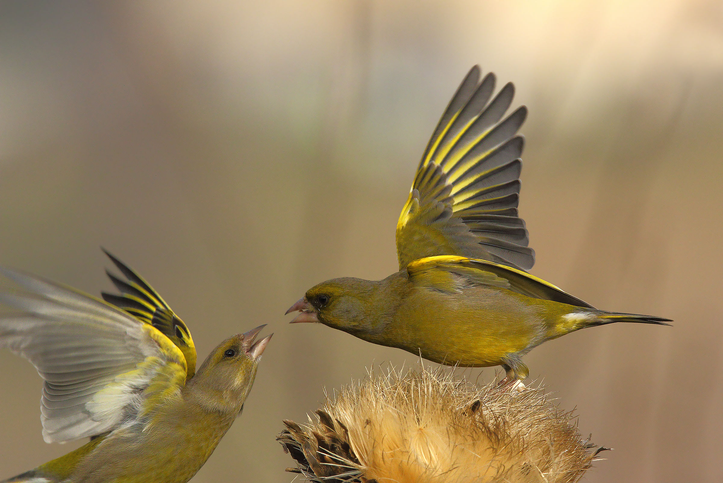 le solite discussioni
