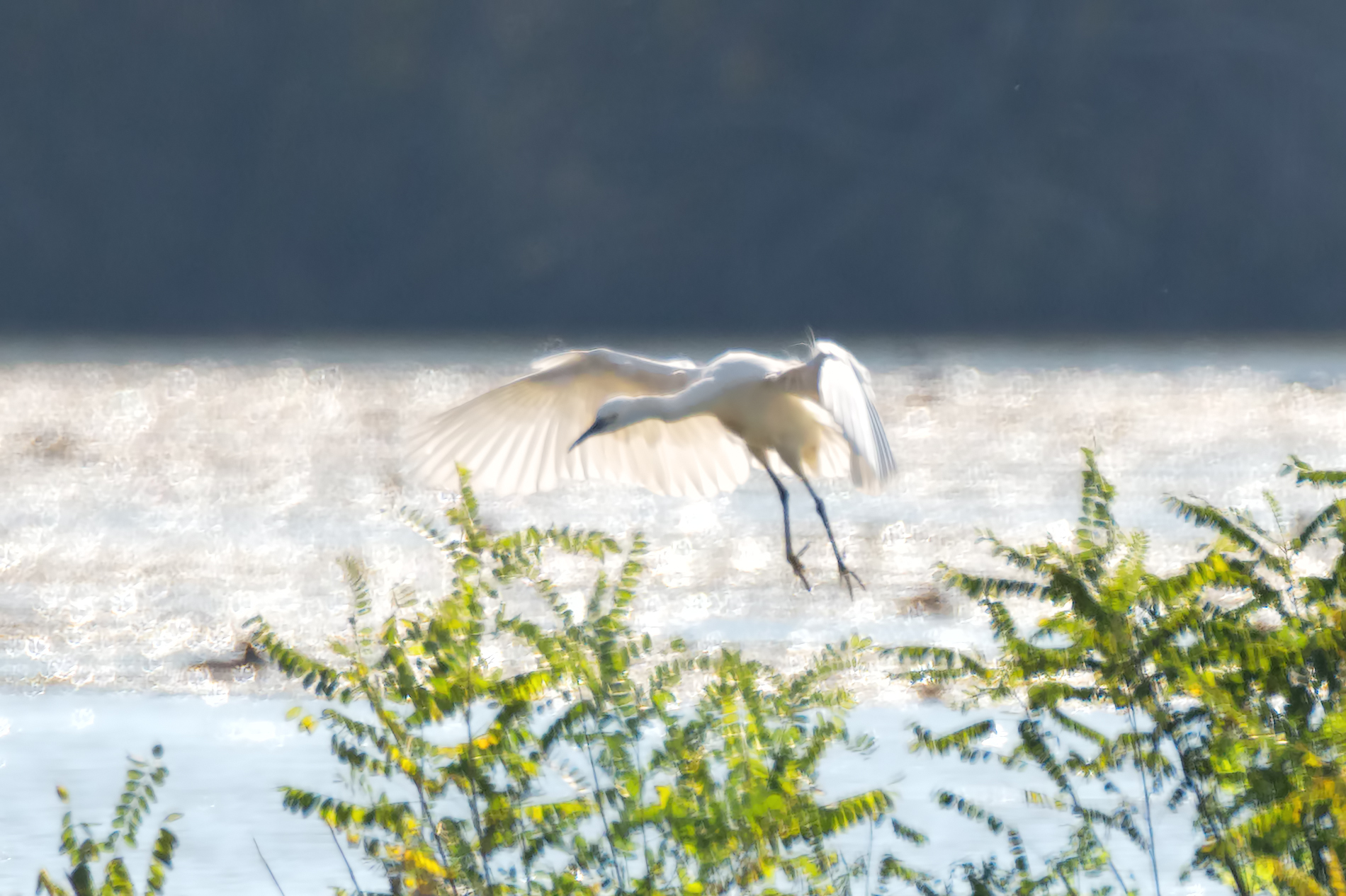 Impressionist photo (taken in full frontal light)