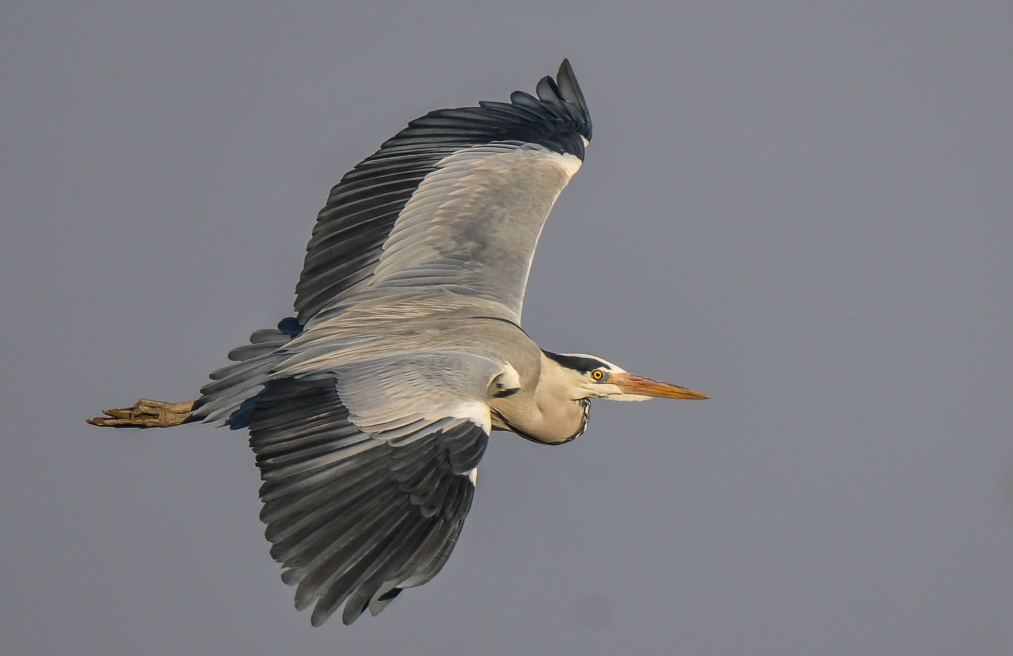 Heron