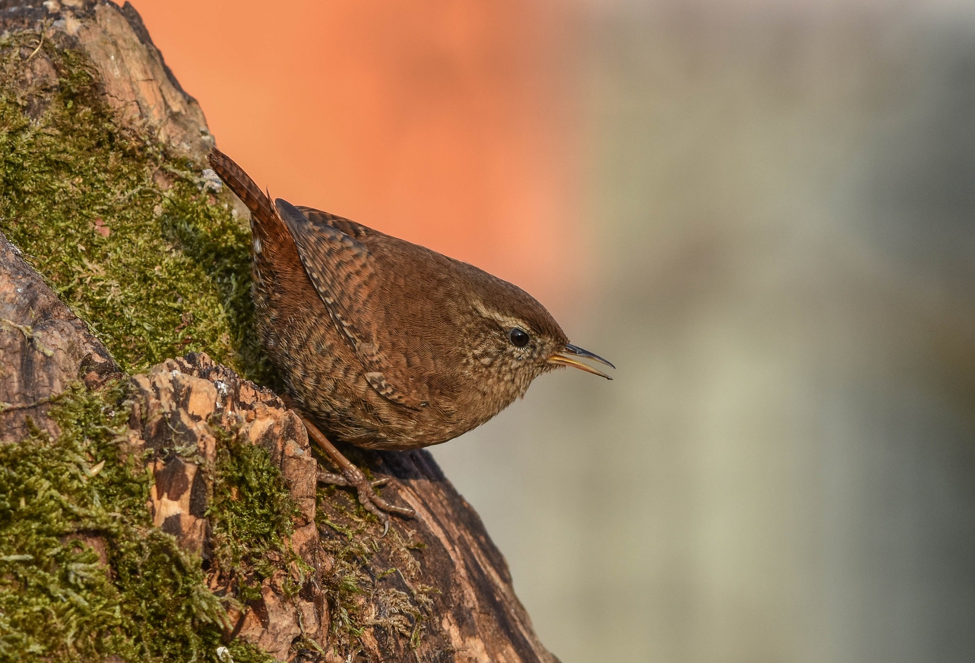 Wren