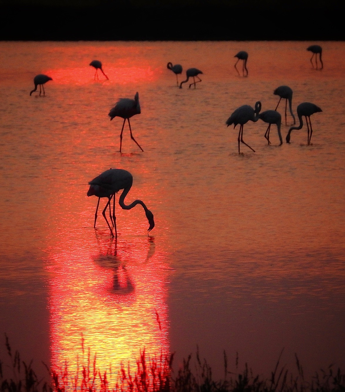 Flamingos at sunset in the salt marshes of Cervia