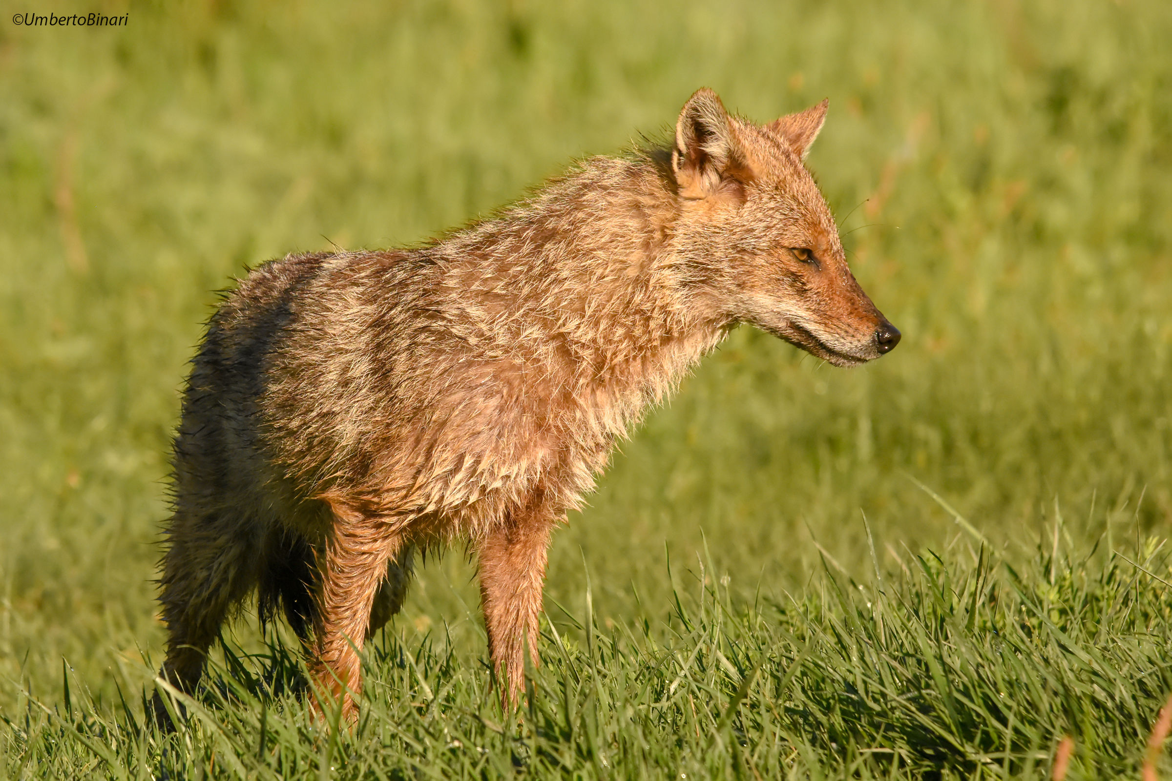 Golden Jackal (Canis aureus)
