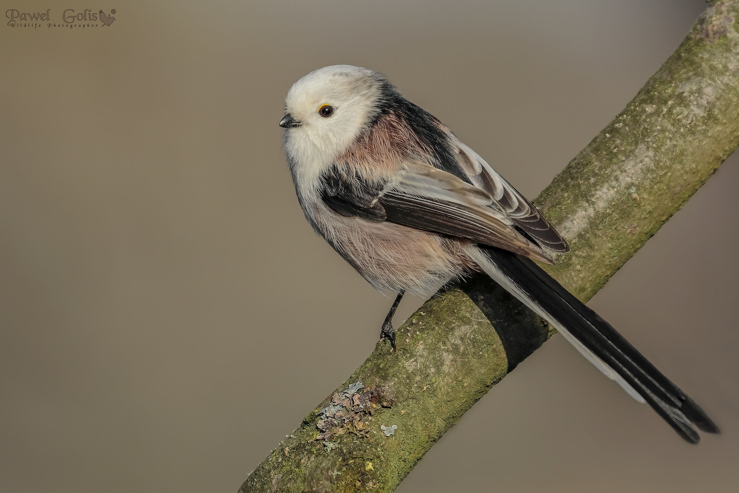 Bushtit a coda lunga (Aegithalos caudatus)