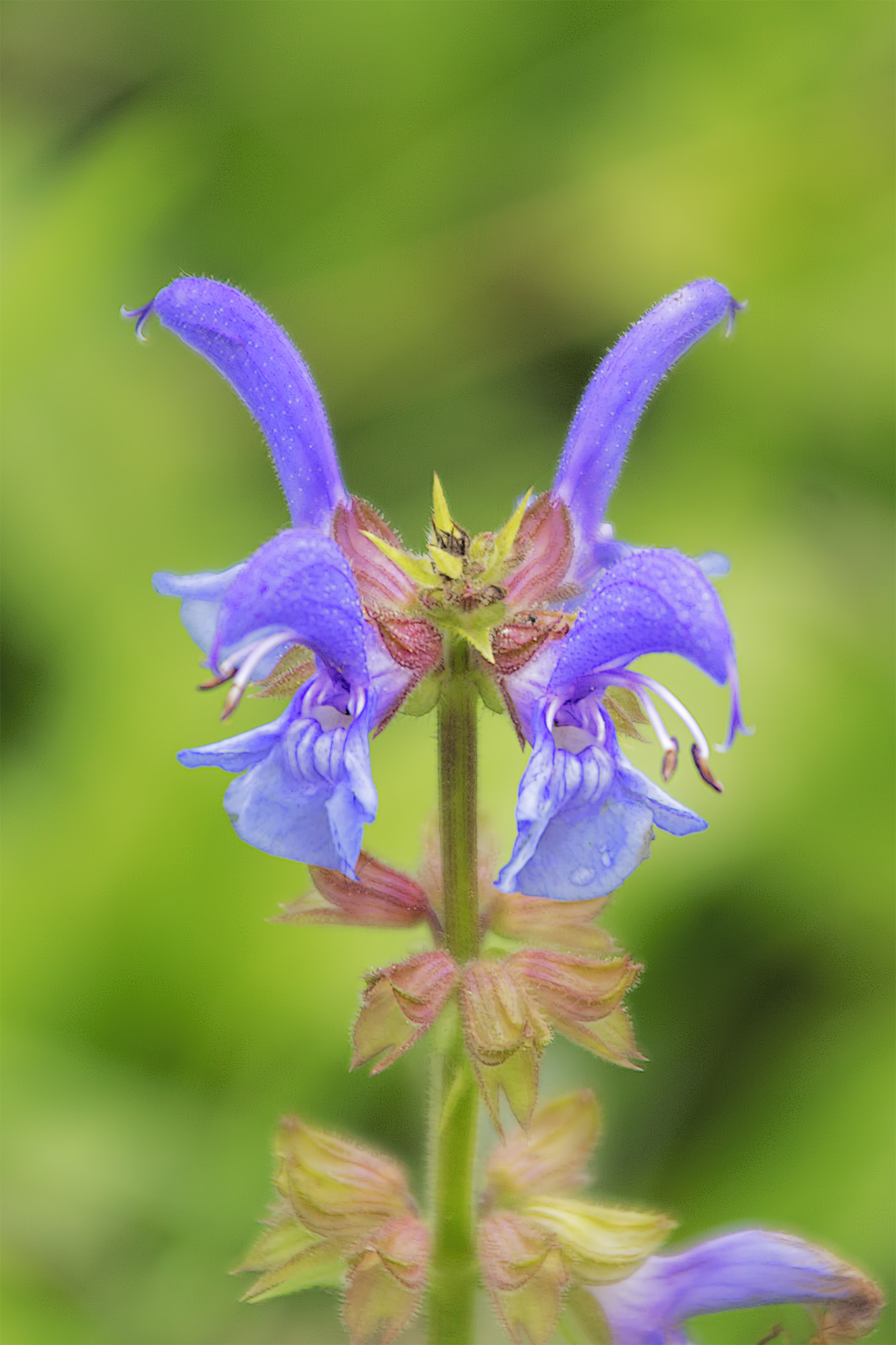 La bellezza è tutta intorno a noi