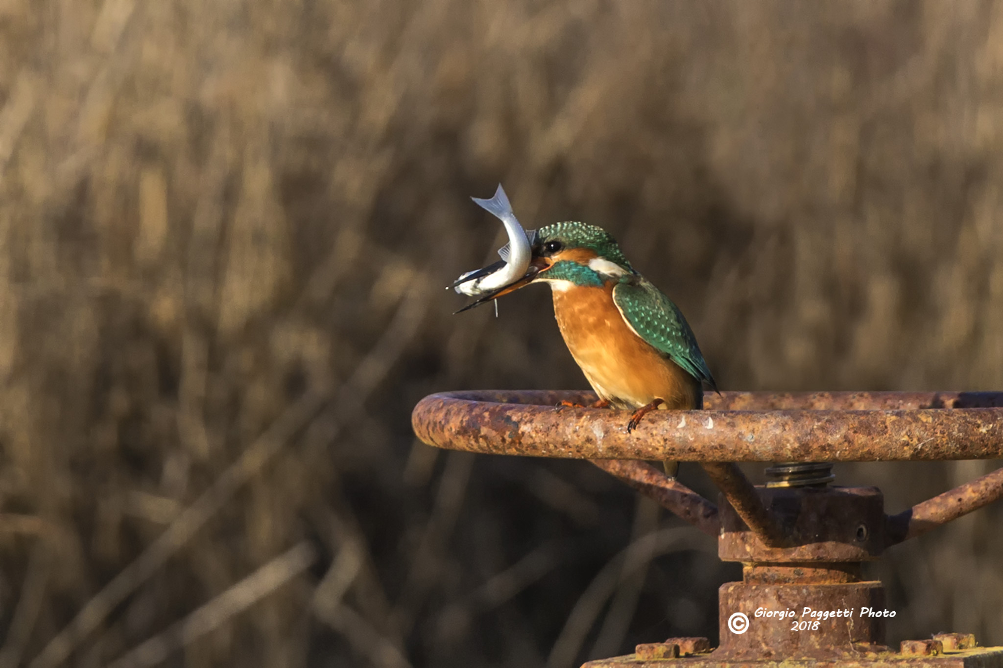 MartinPescatore con pesciolino
