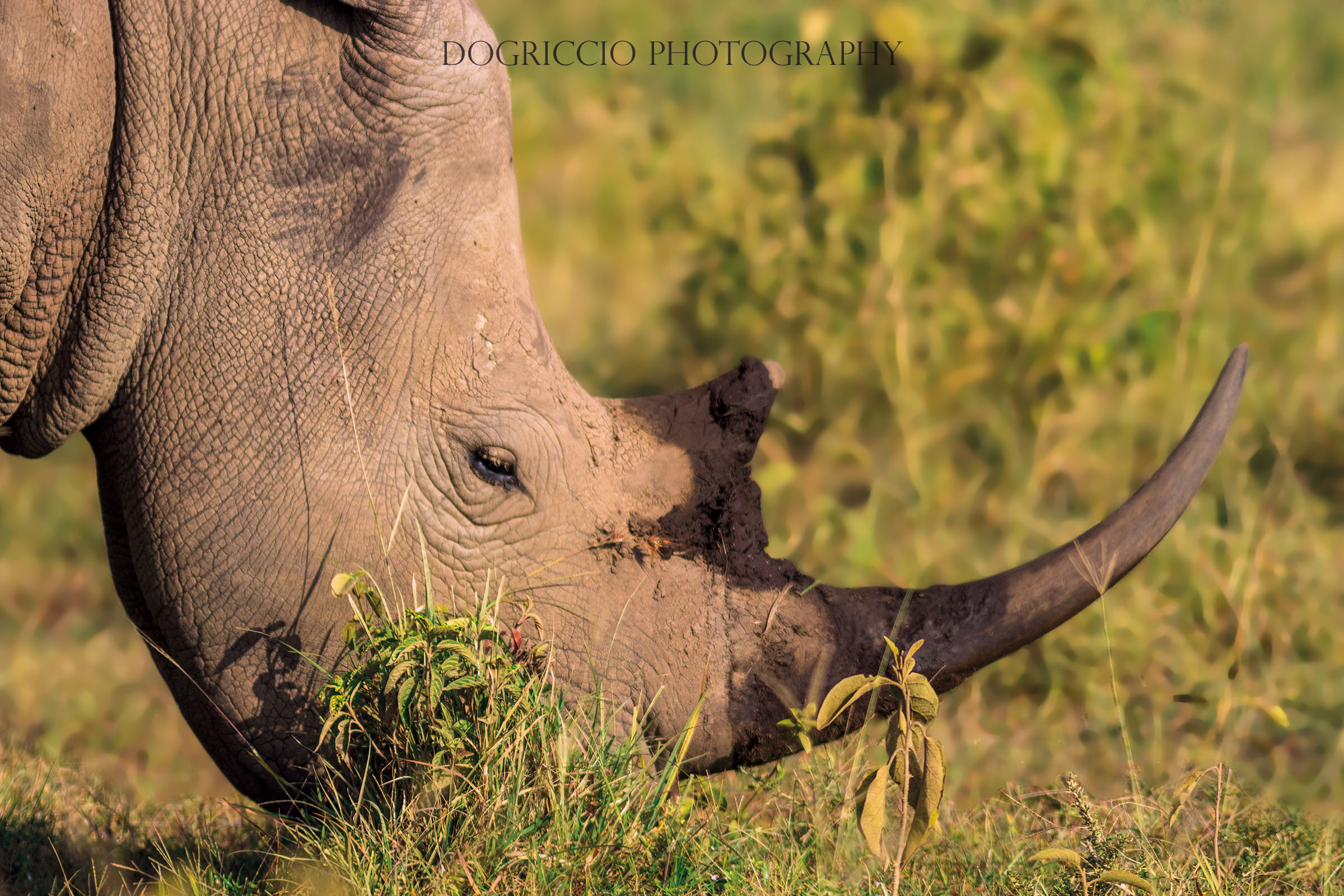 White rhino's portrait