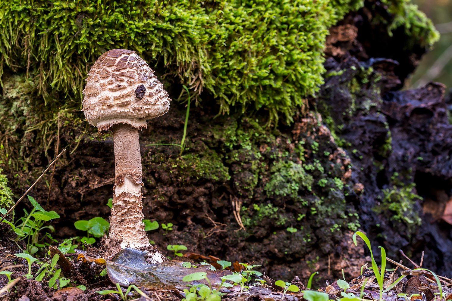 Macrolepiota Procera.