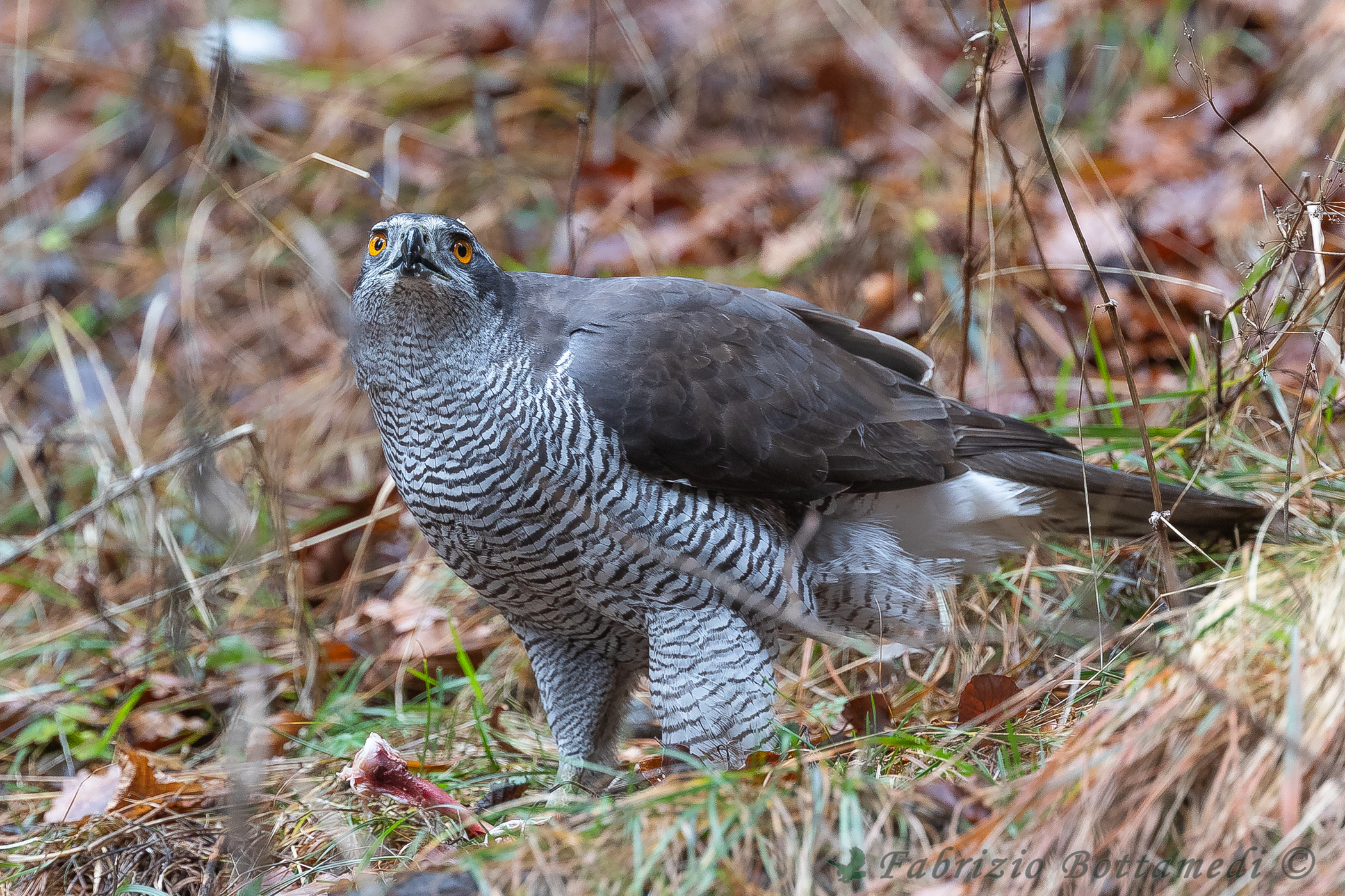 A powerful prey machine: the Goshawk