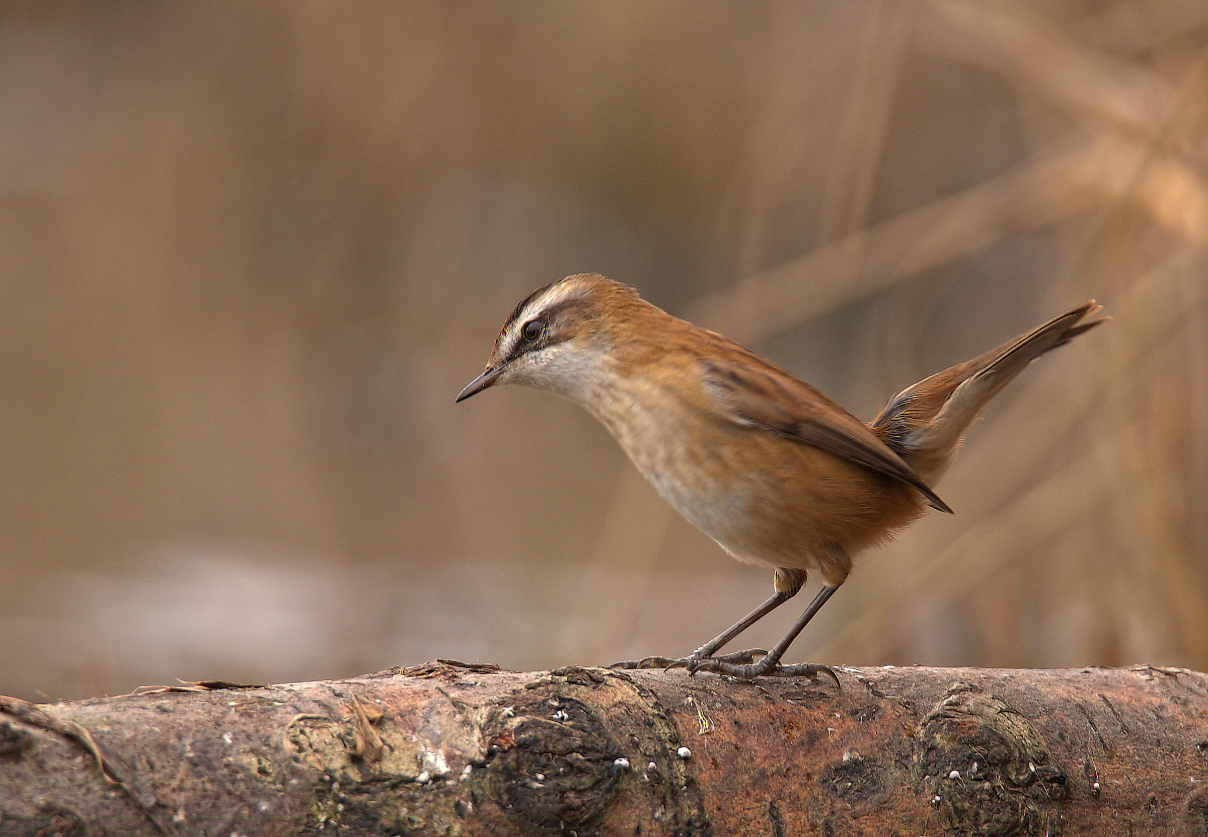 Forapaglie castagnolo