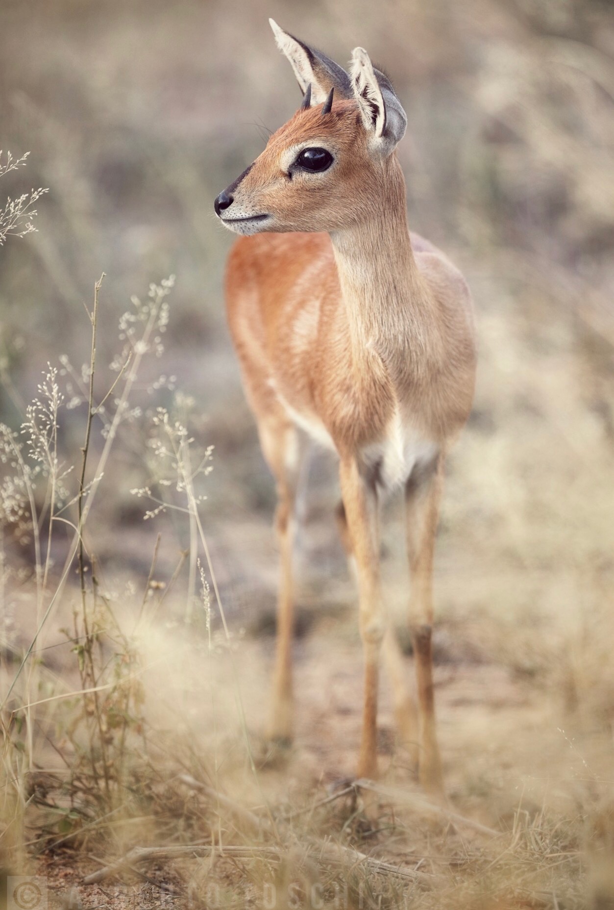 Afrikaans Steenbok
