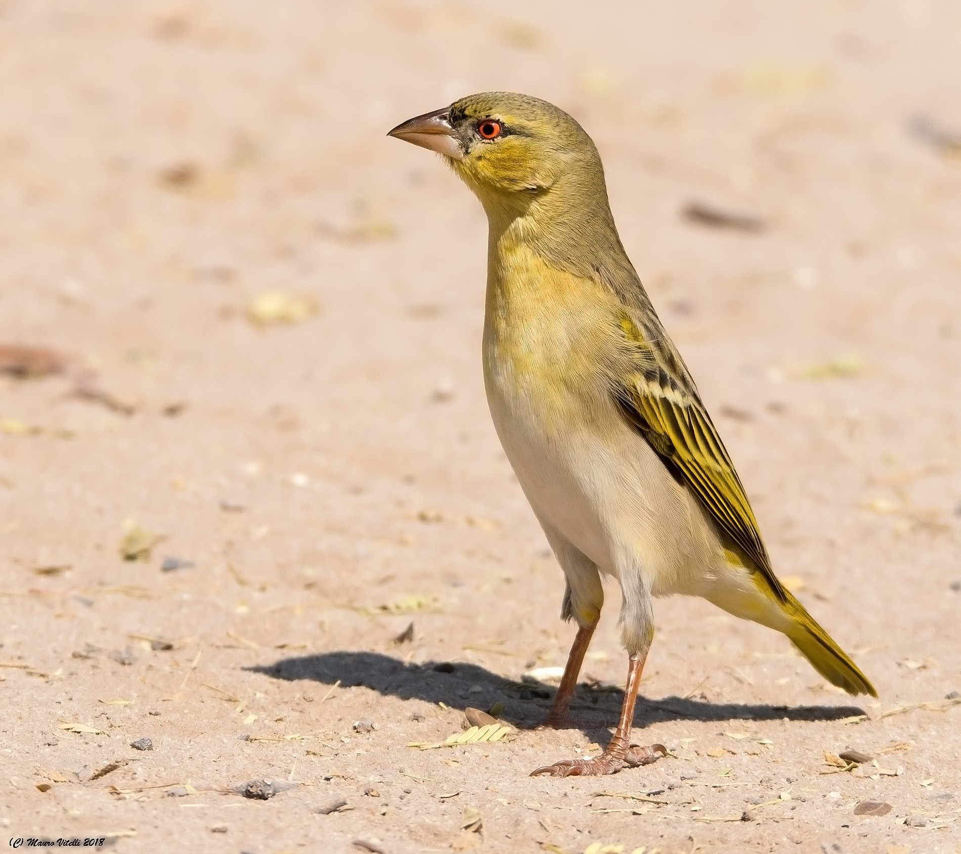 Southern Masked Weaver (Ploceus velatus) Kalahari