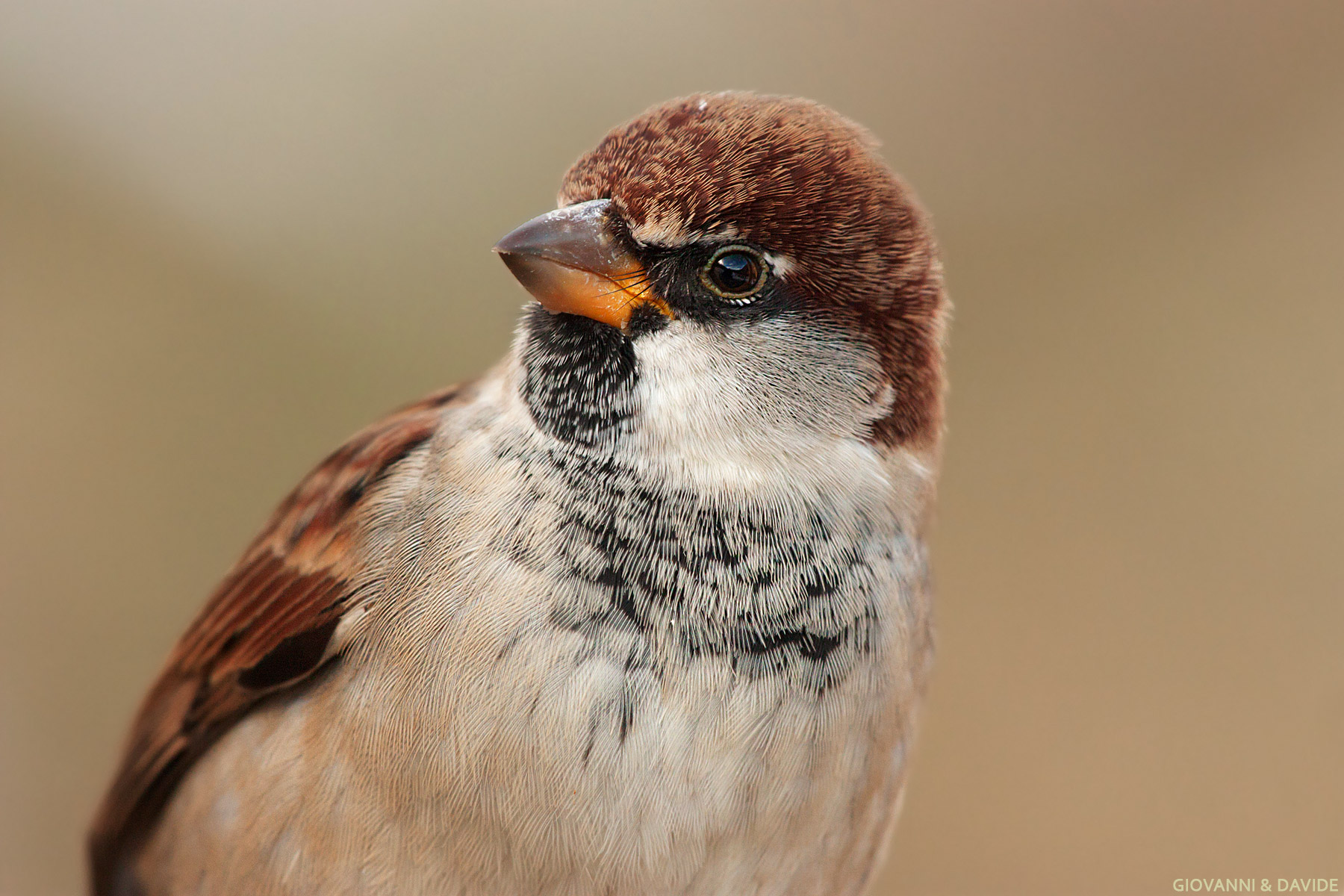 ... Young male Italy Sparrow...