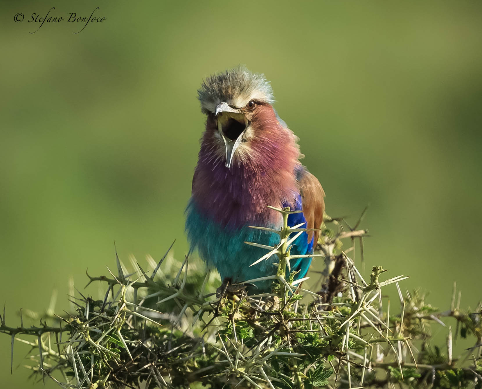 Pettolilla Jay (Coracias caudatus)