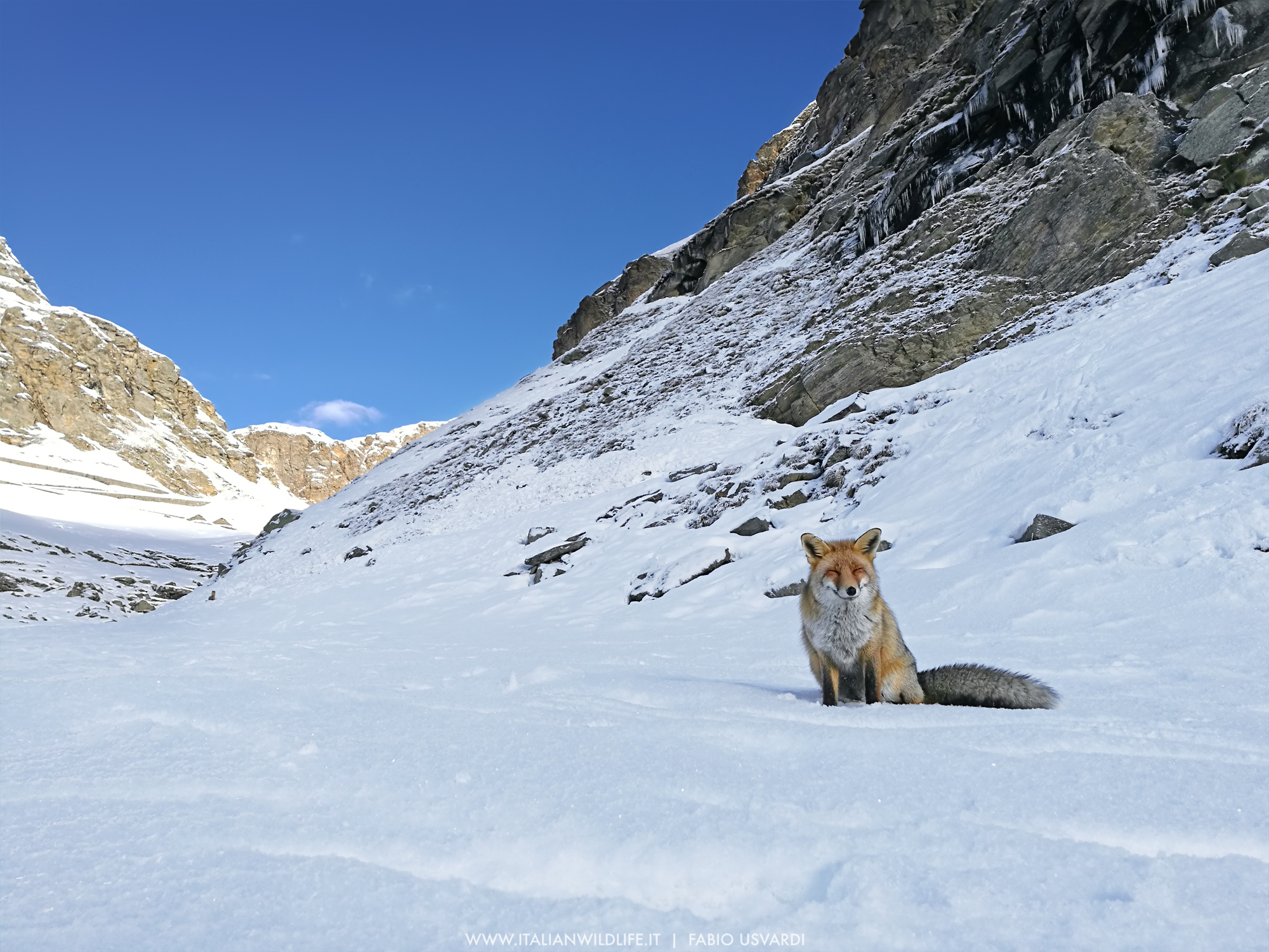 Volpe rossa (Vulpes vulpes)