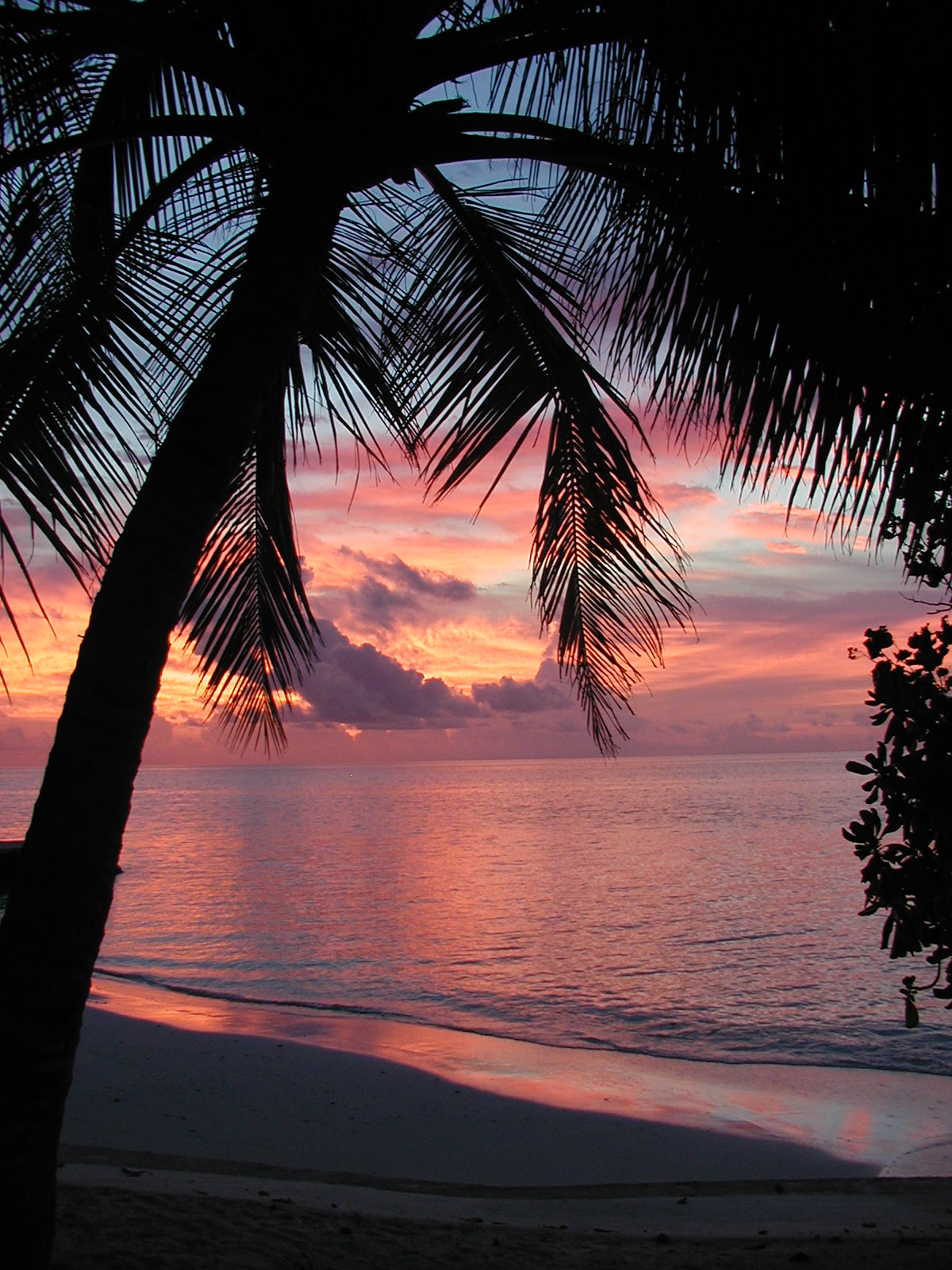 Tramonto tra le Palme