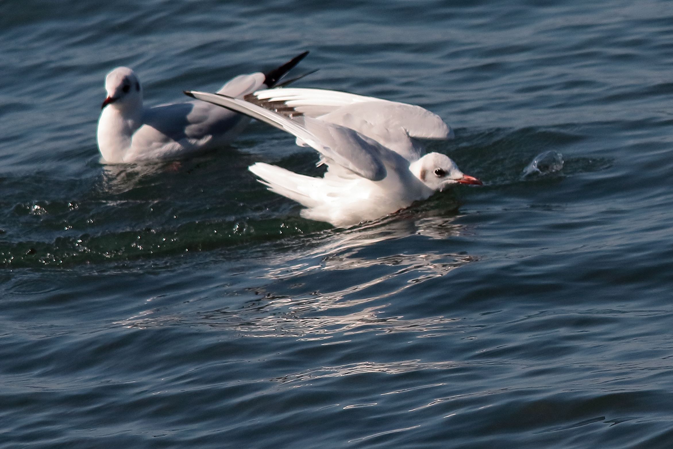 Seagulls at Anguillara 4