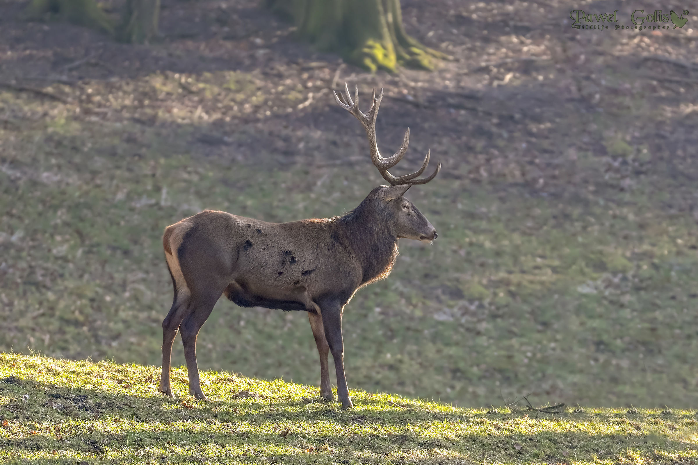 Il cervo rosso (Cervus elaphus)