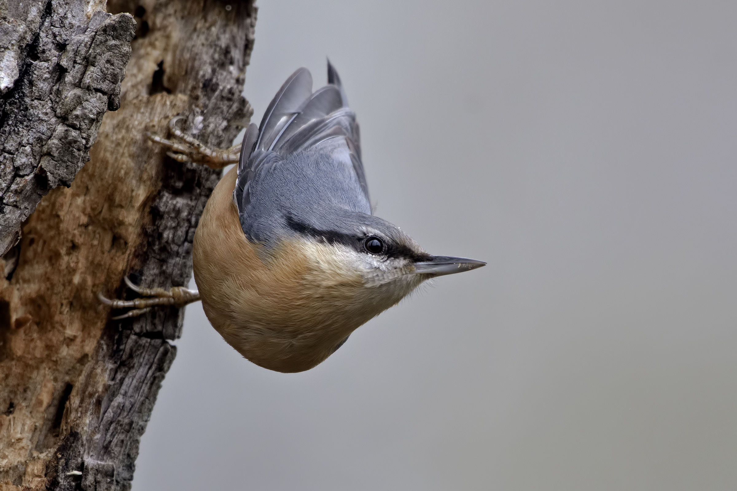 Nuthatch