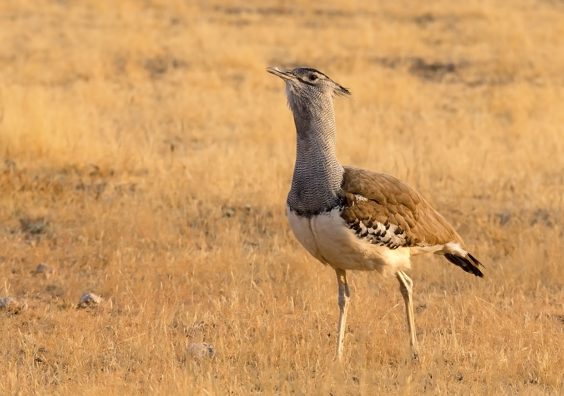 Kori Bustard (Ardeorid koris) Central Kalahari