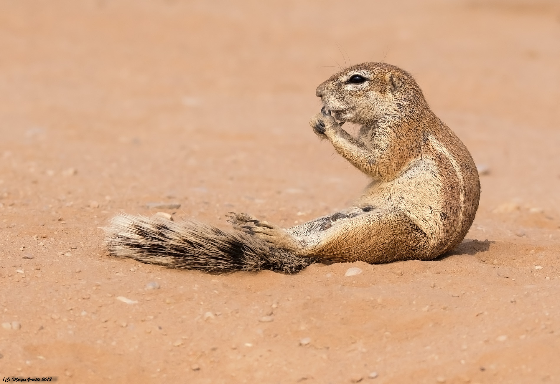 Sfregatina di mani...Scoiattolo del Capo Kalahari