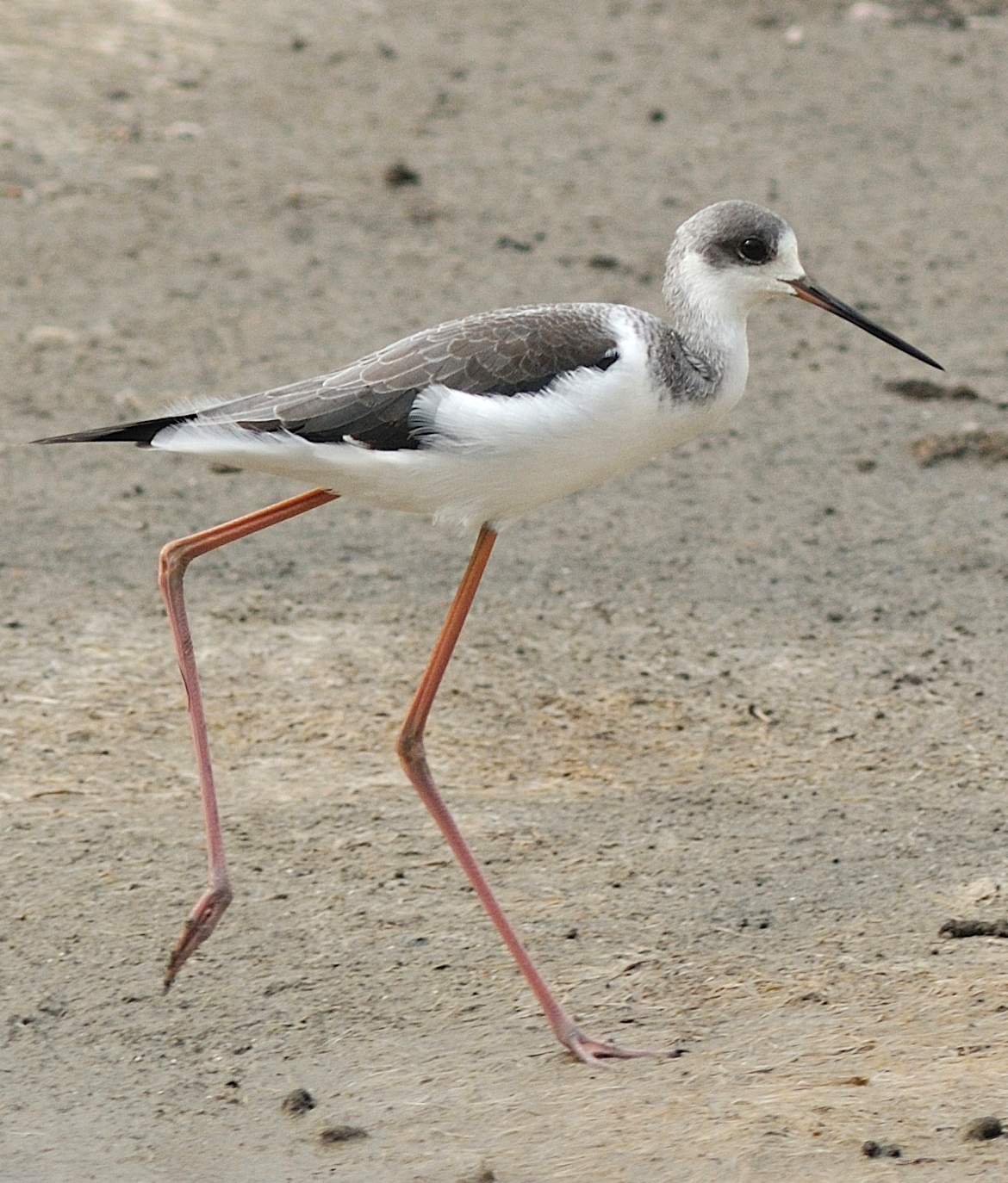 young knight of Italy