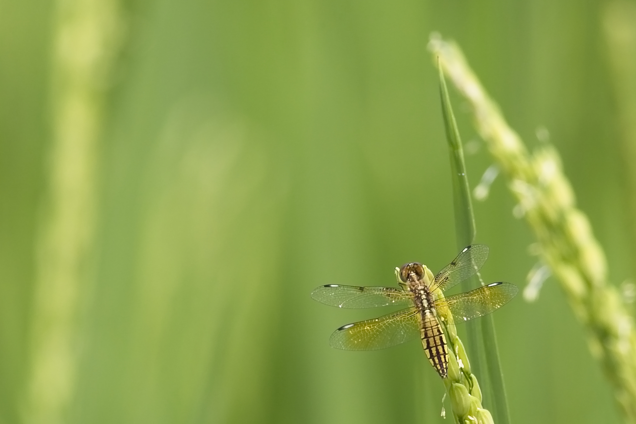 giacimento di riso Bangkok