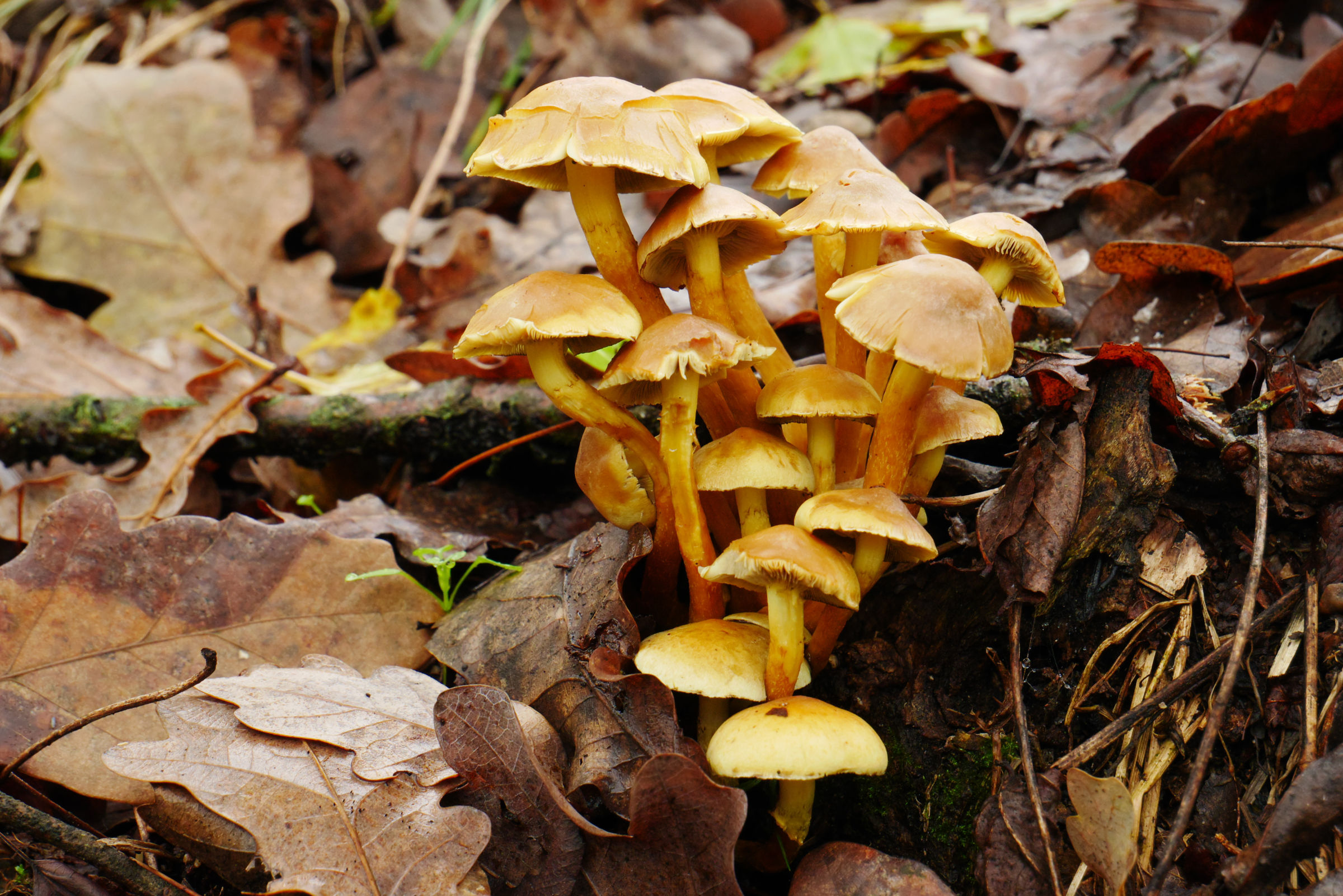 L'unione fa la forza - 2