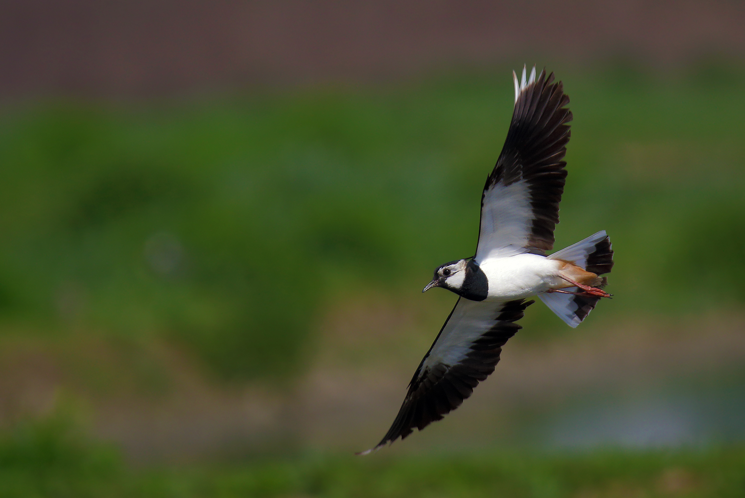 Lapwing